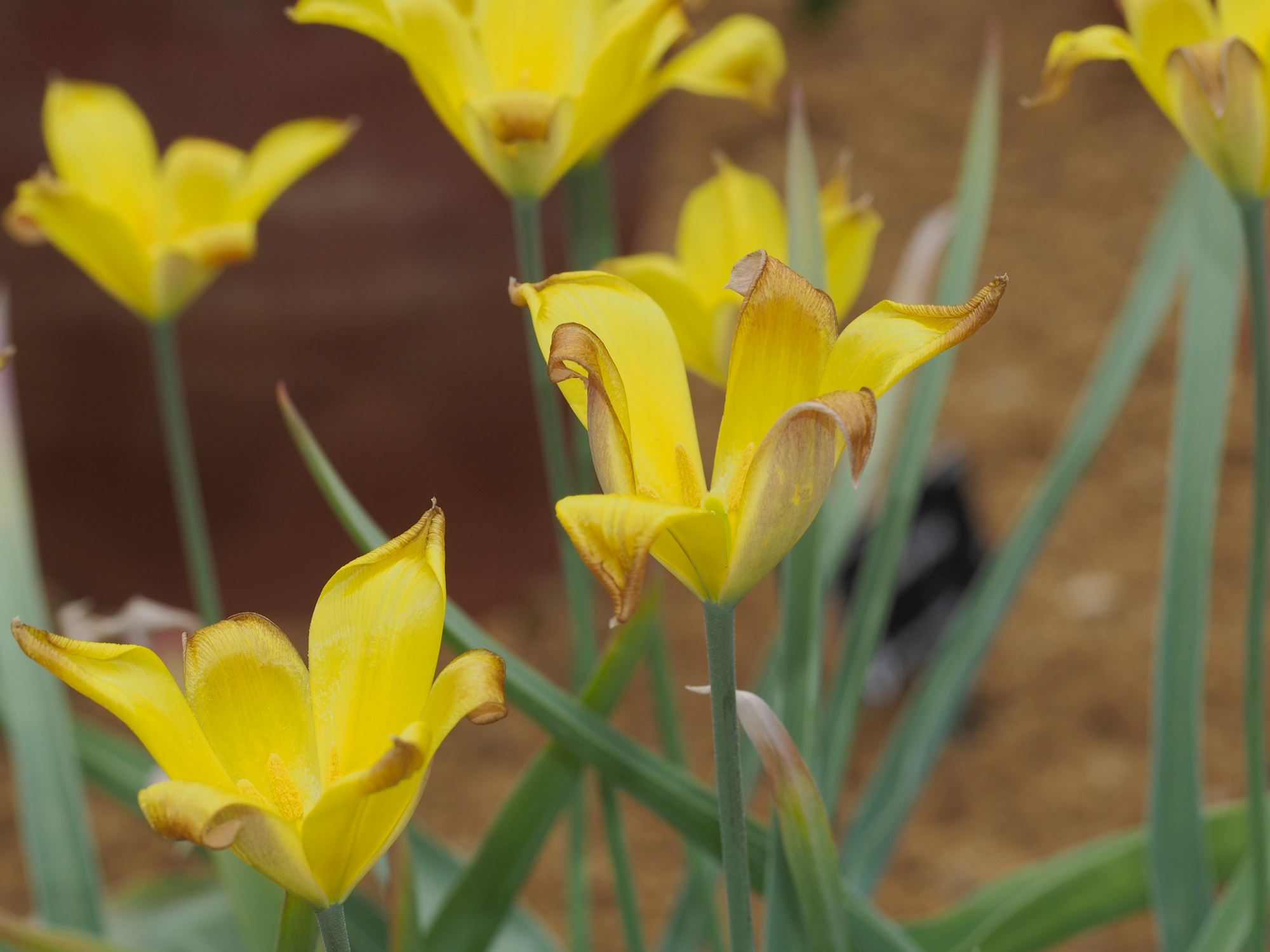 Image of Tulipa iliensis