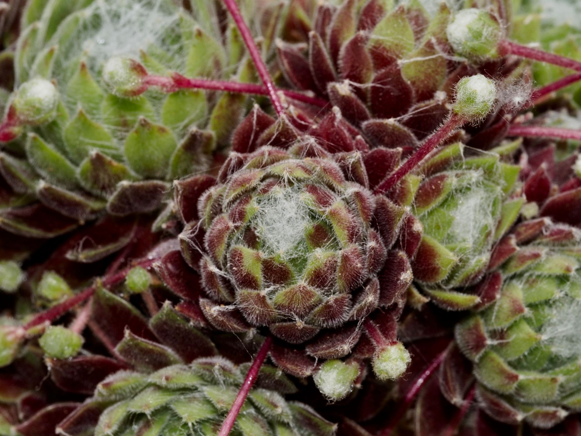 Image of Sempervivum 'Kramer's Spinard'