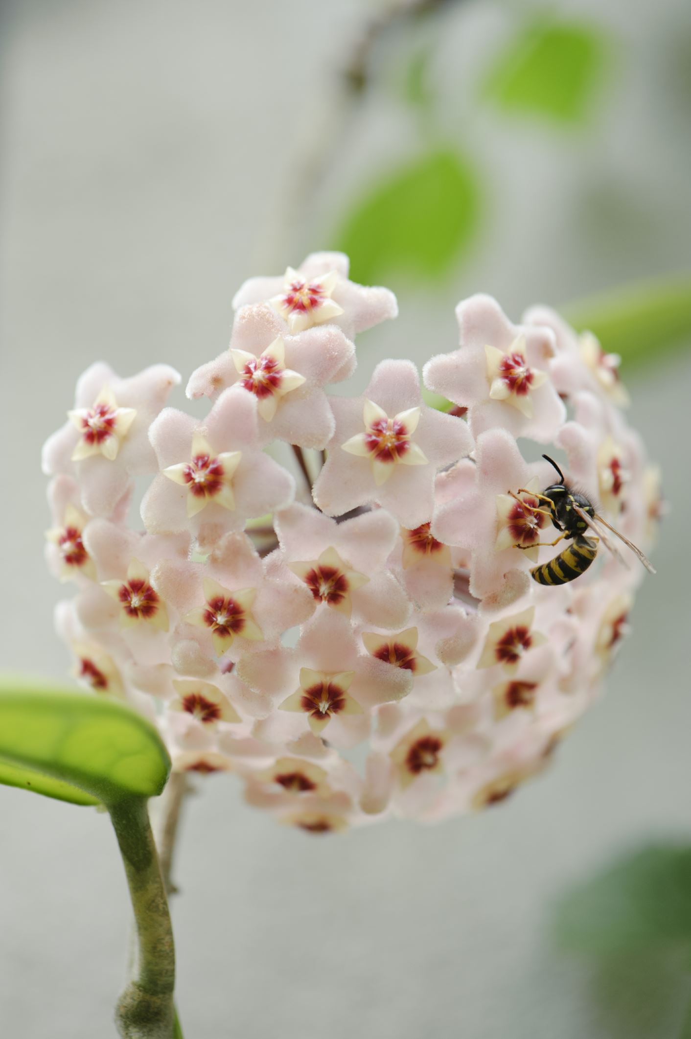 Image of Hoya carnosa