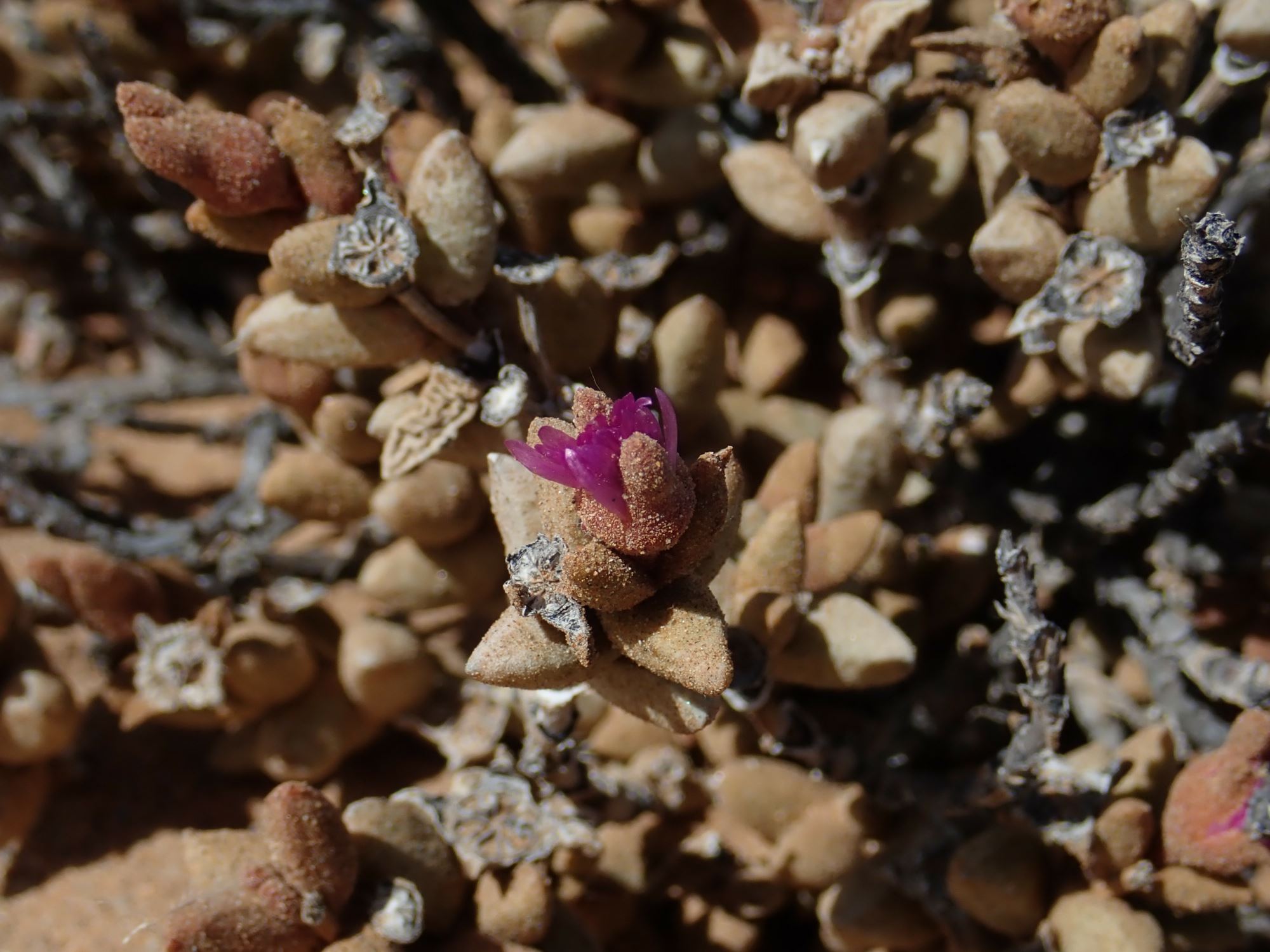 Image of Psammophora modesta