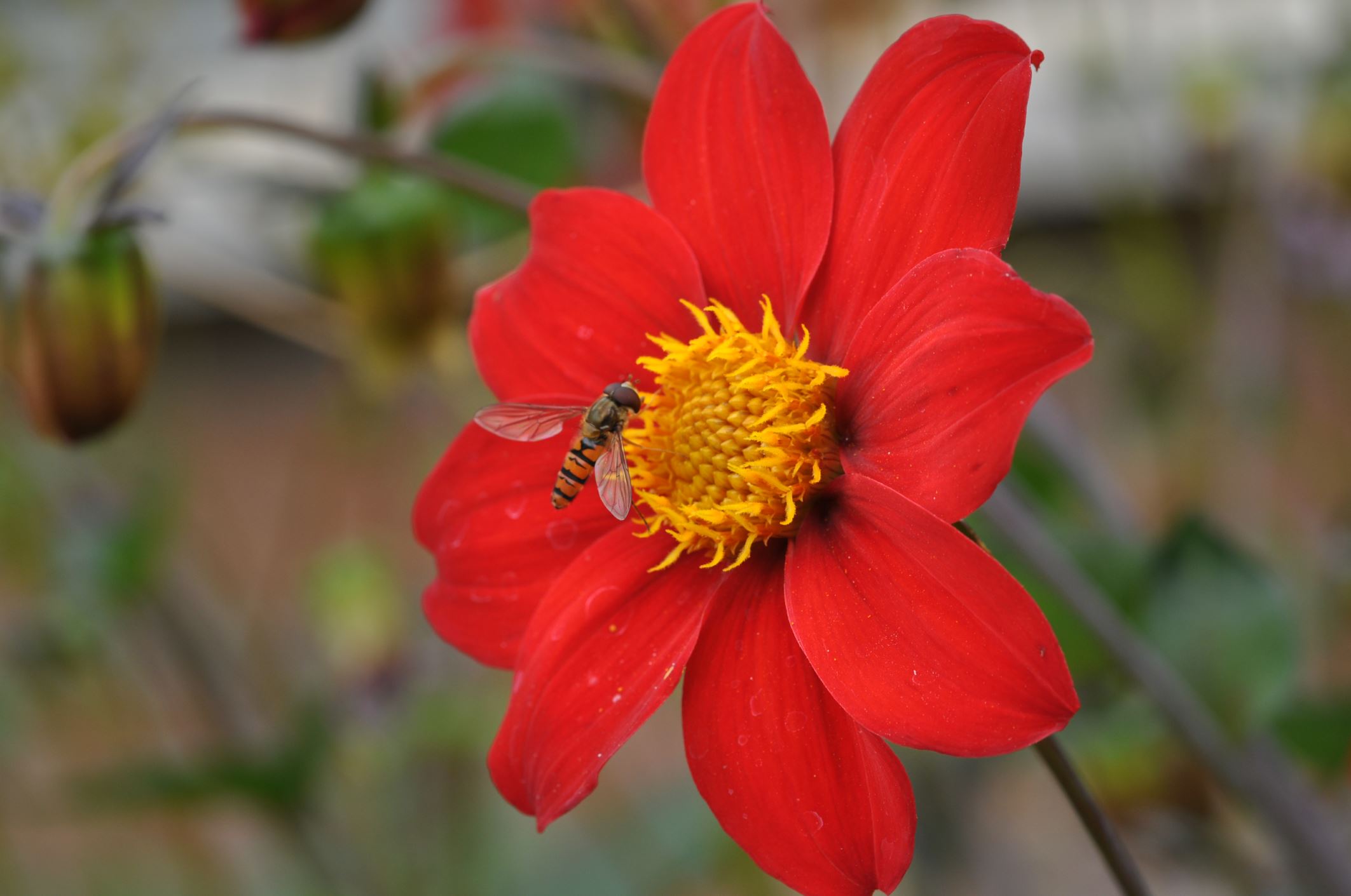 Image of Dahlia coccinea