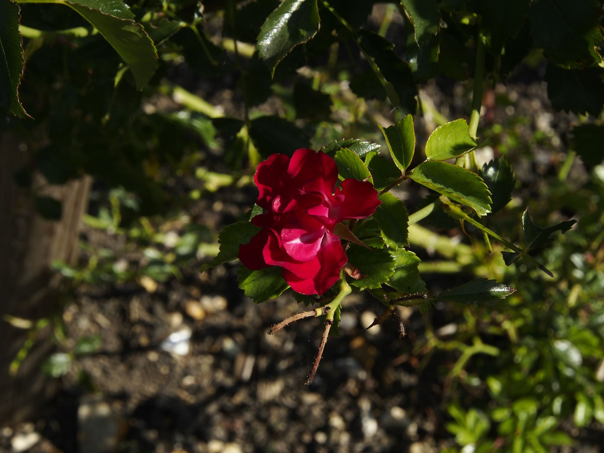 Image of Rosa 'Rambling Rosie'