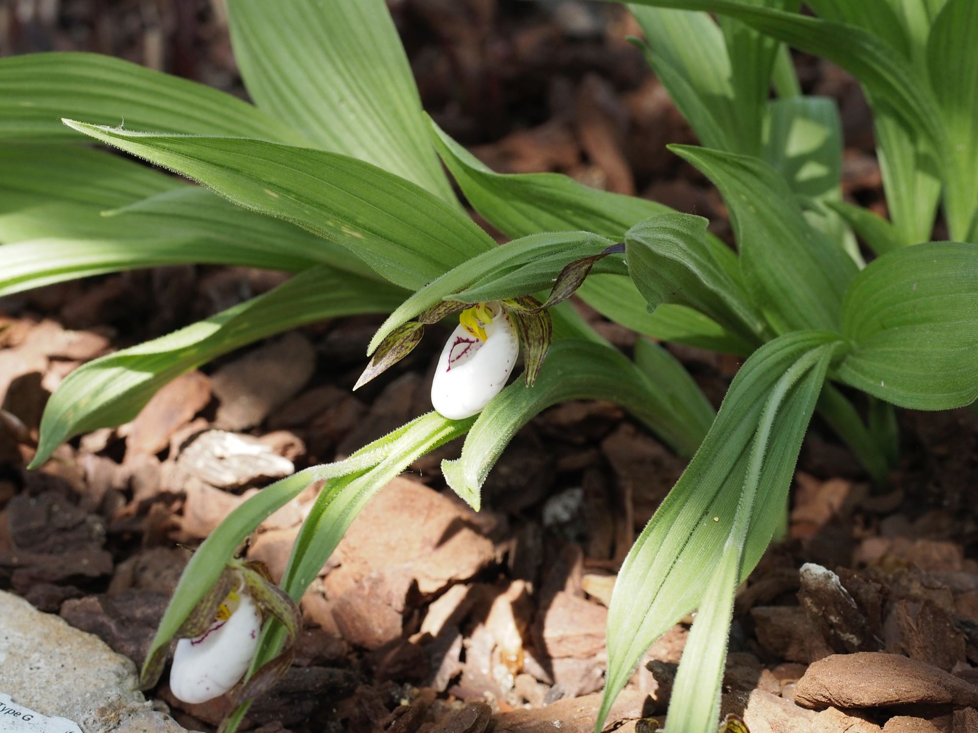 Image of Cypripedium candidum