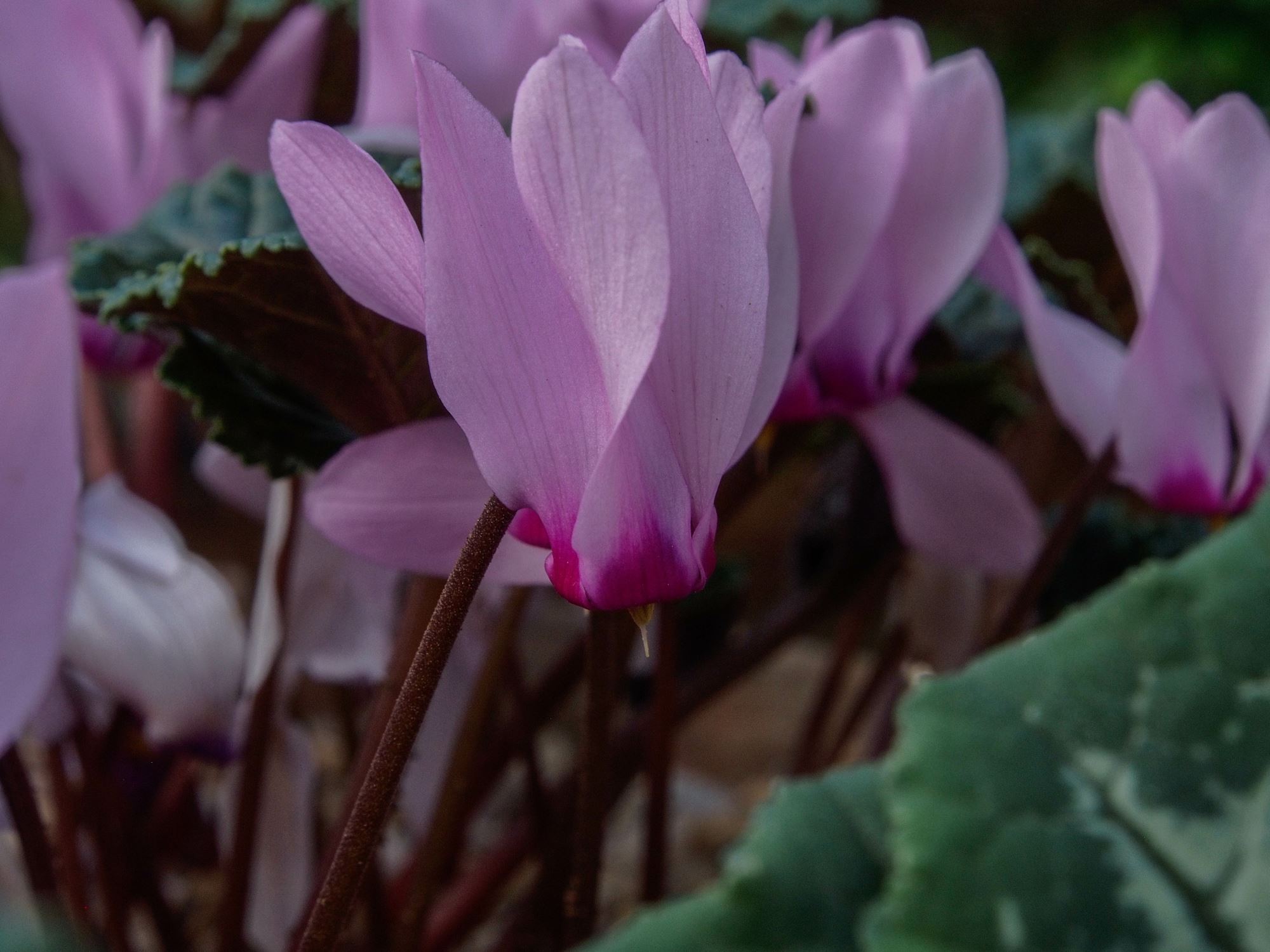 Image of Cyclamen rohlfsianum
