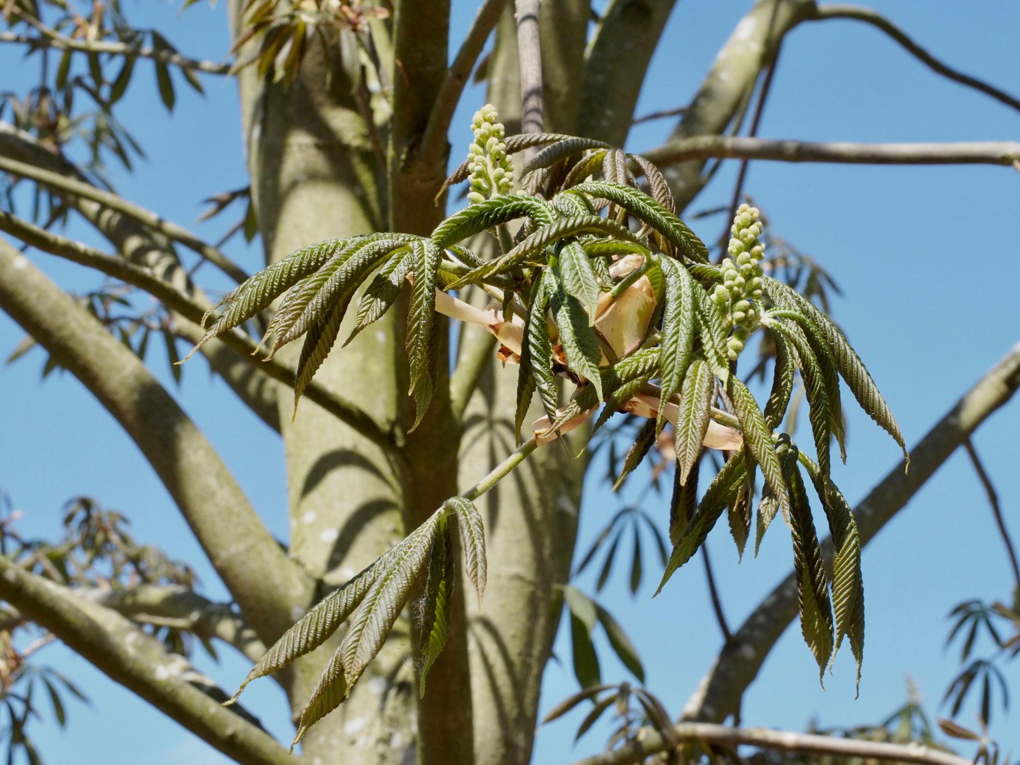 Image of Aesculus flava