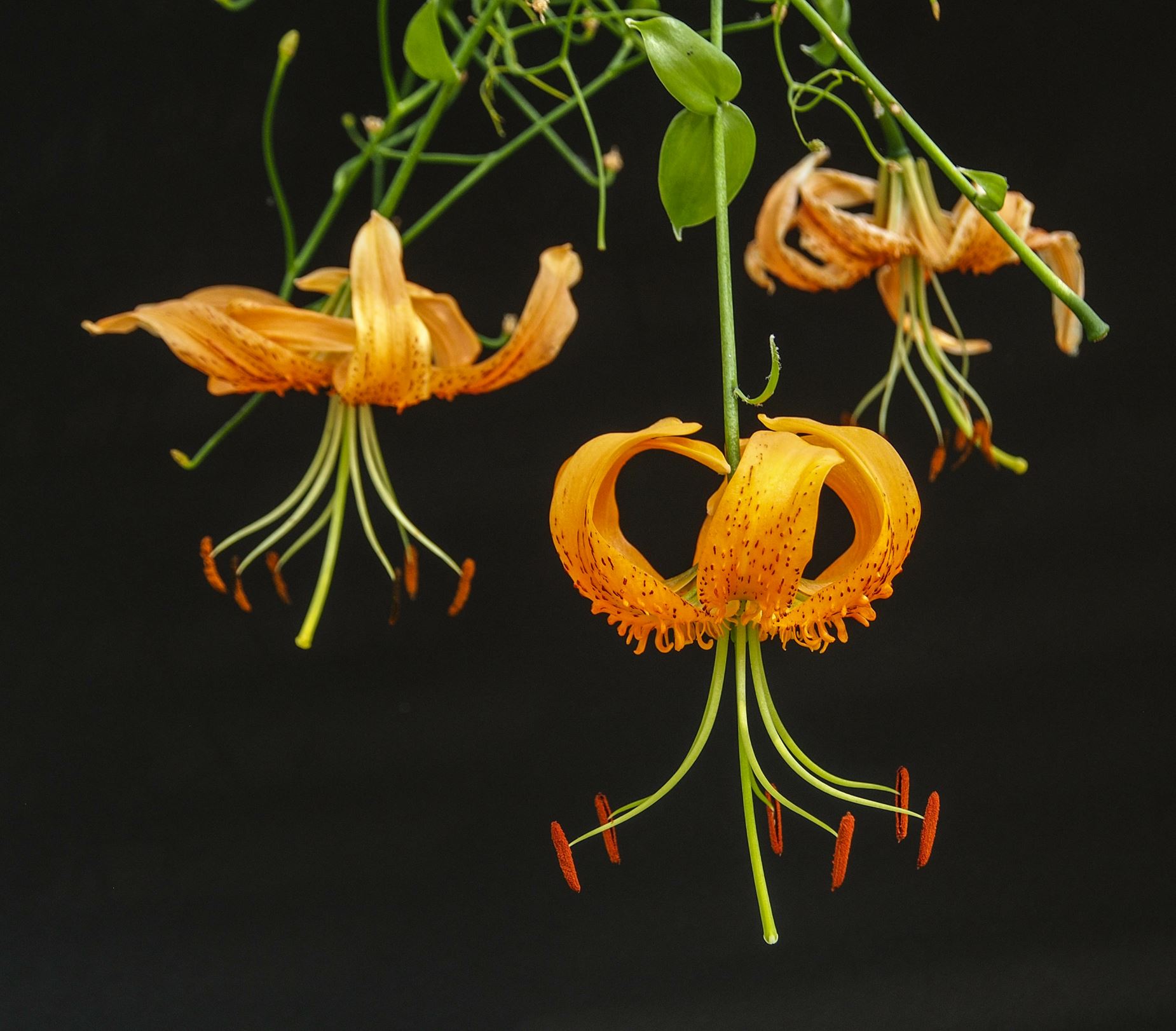 Image of Lilium henryi