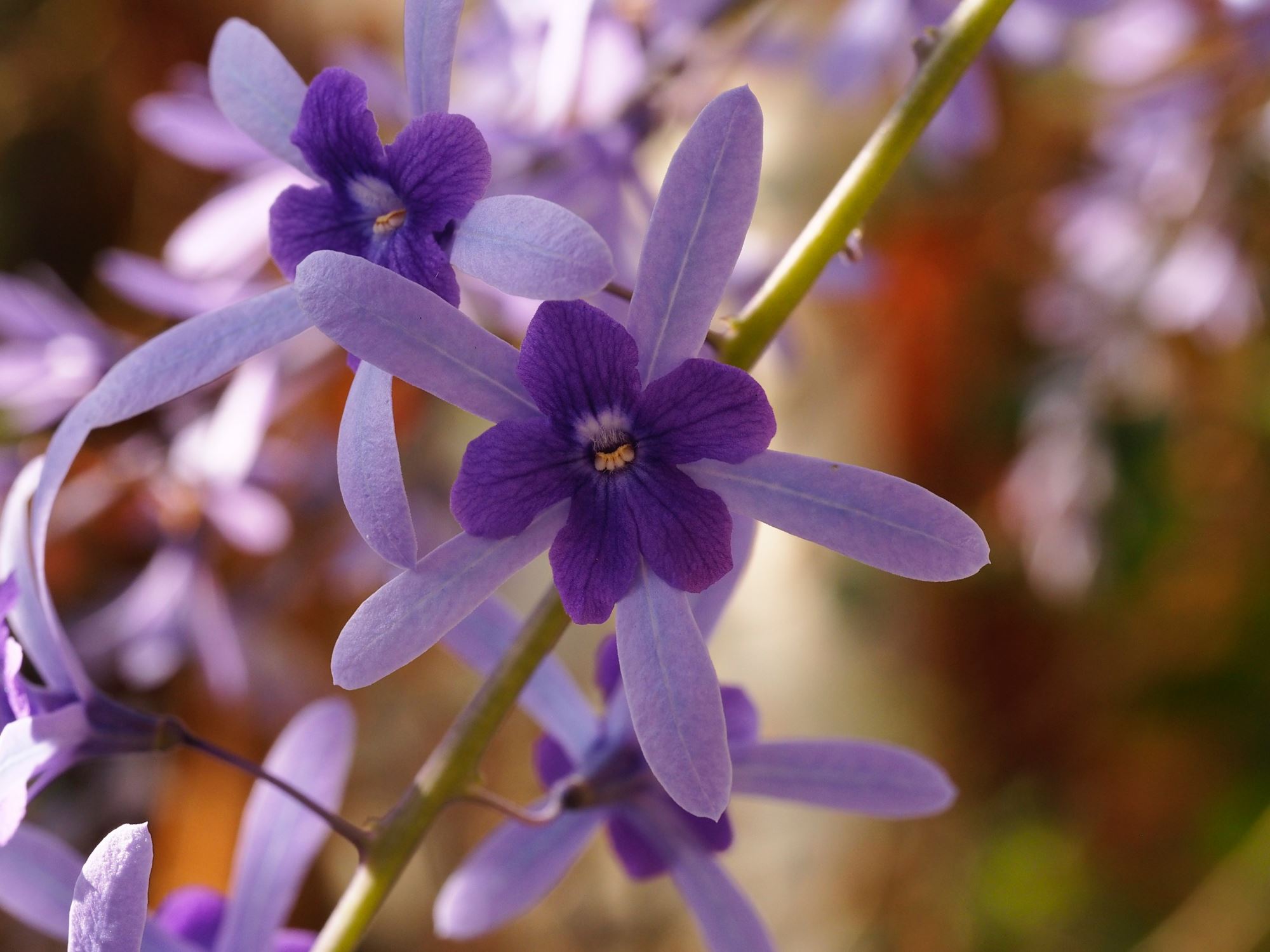 Image of Petrea volubilis