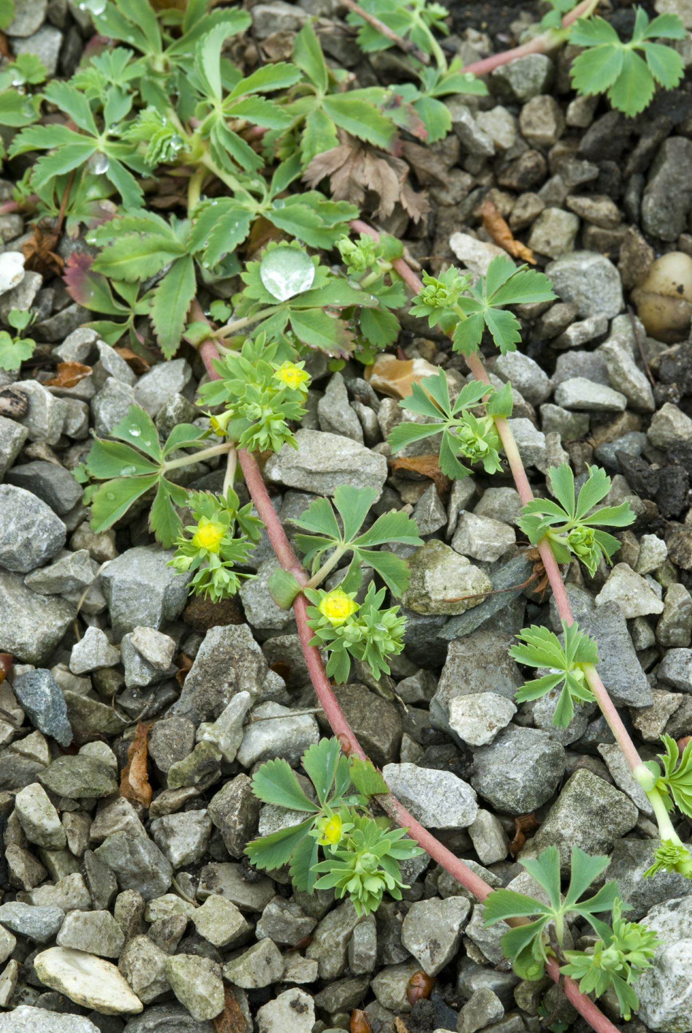 Image of Alchemilla pedata