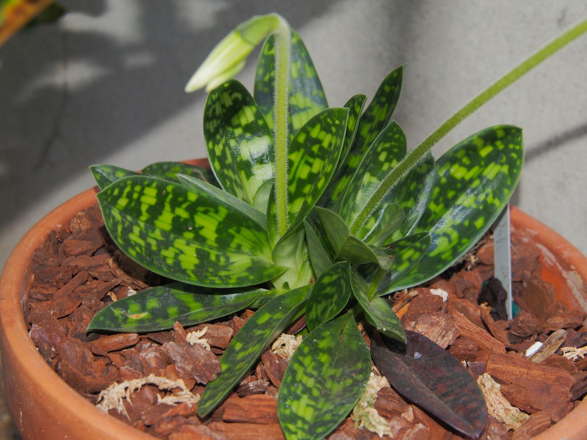 Image of Paphiopedilum Ã— maudiae 'Femma'