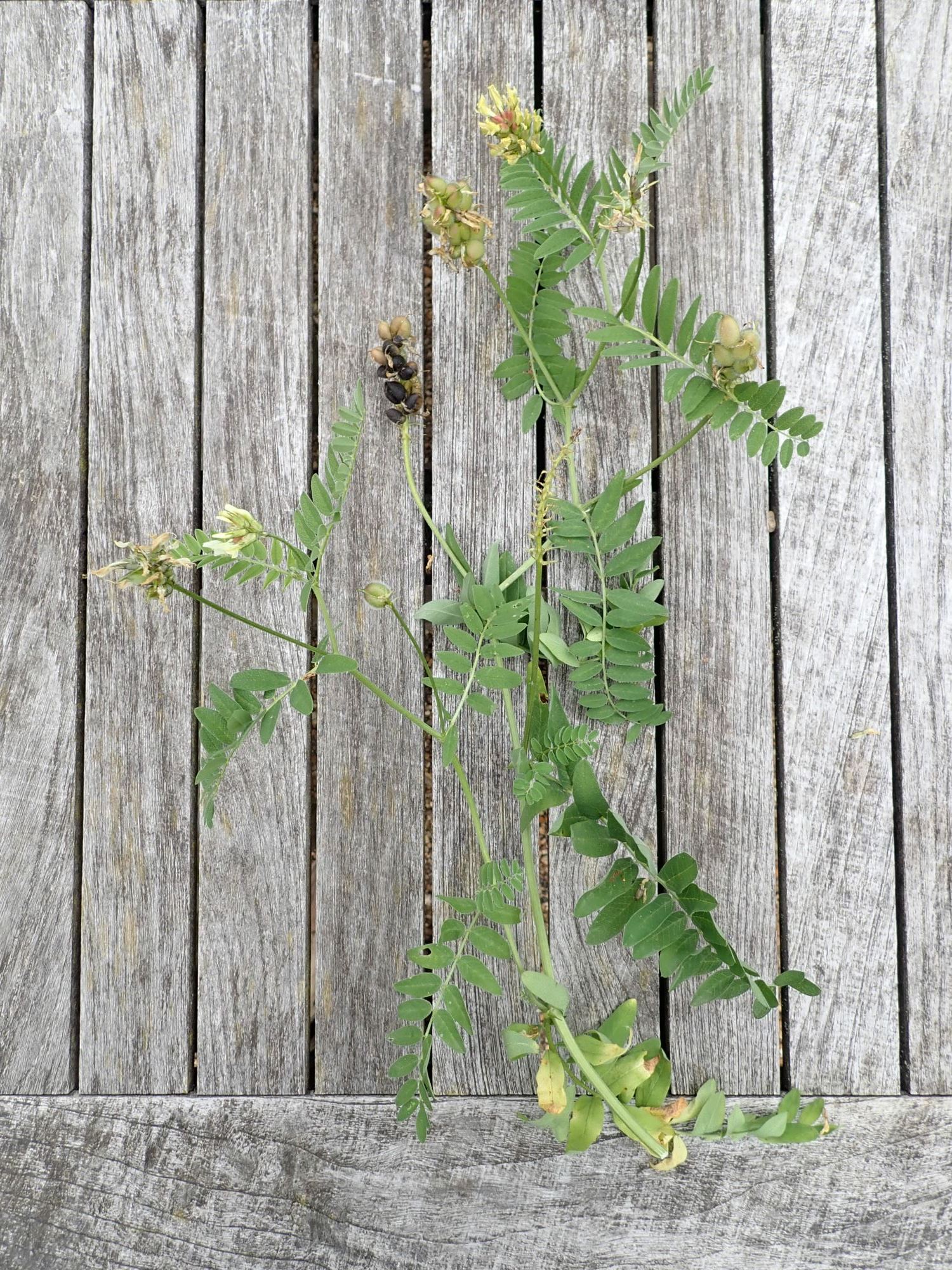 Image of Astragalus cicer