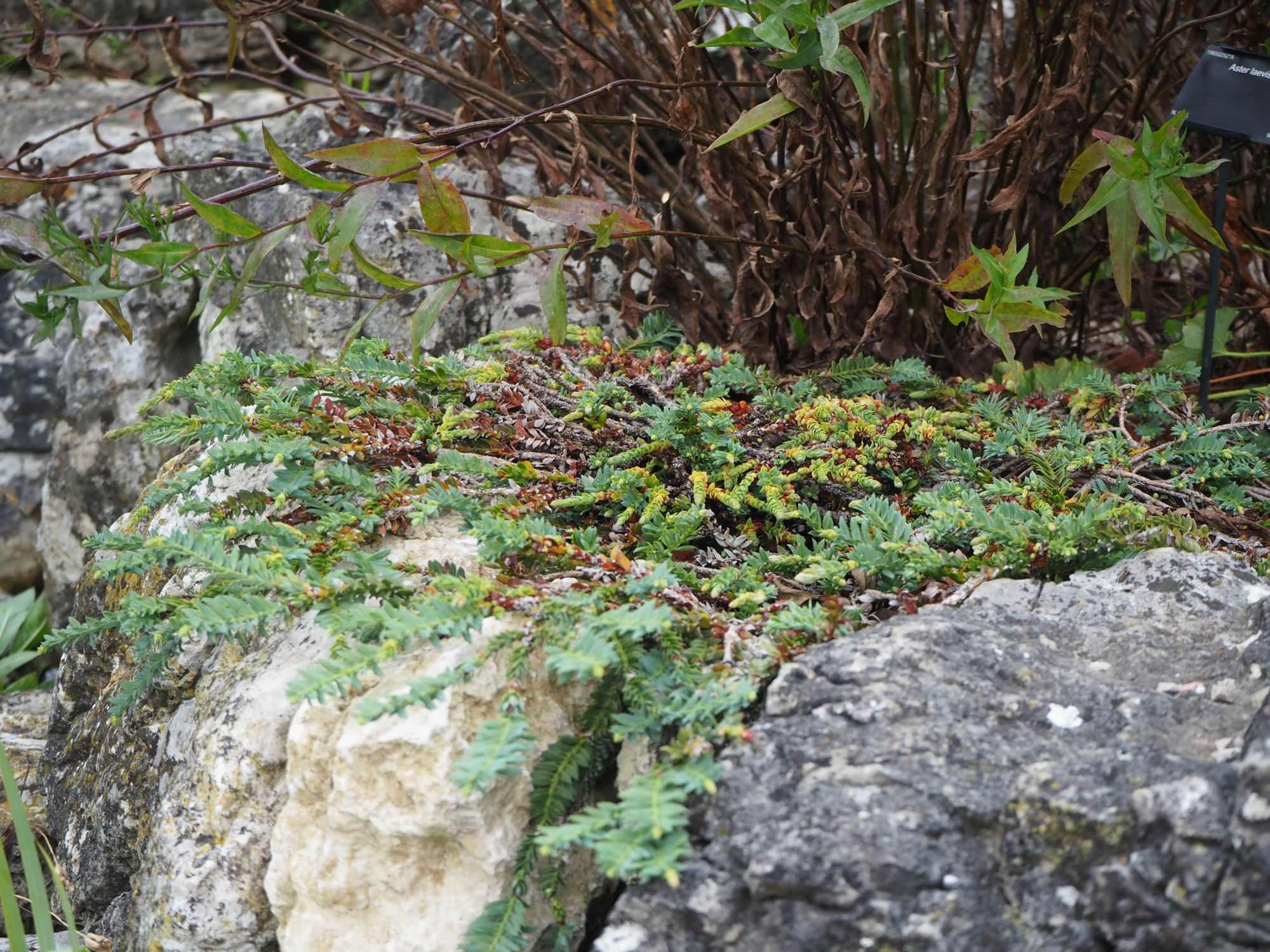 Image of Sequoia sempervirens 'Prostrata'