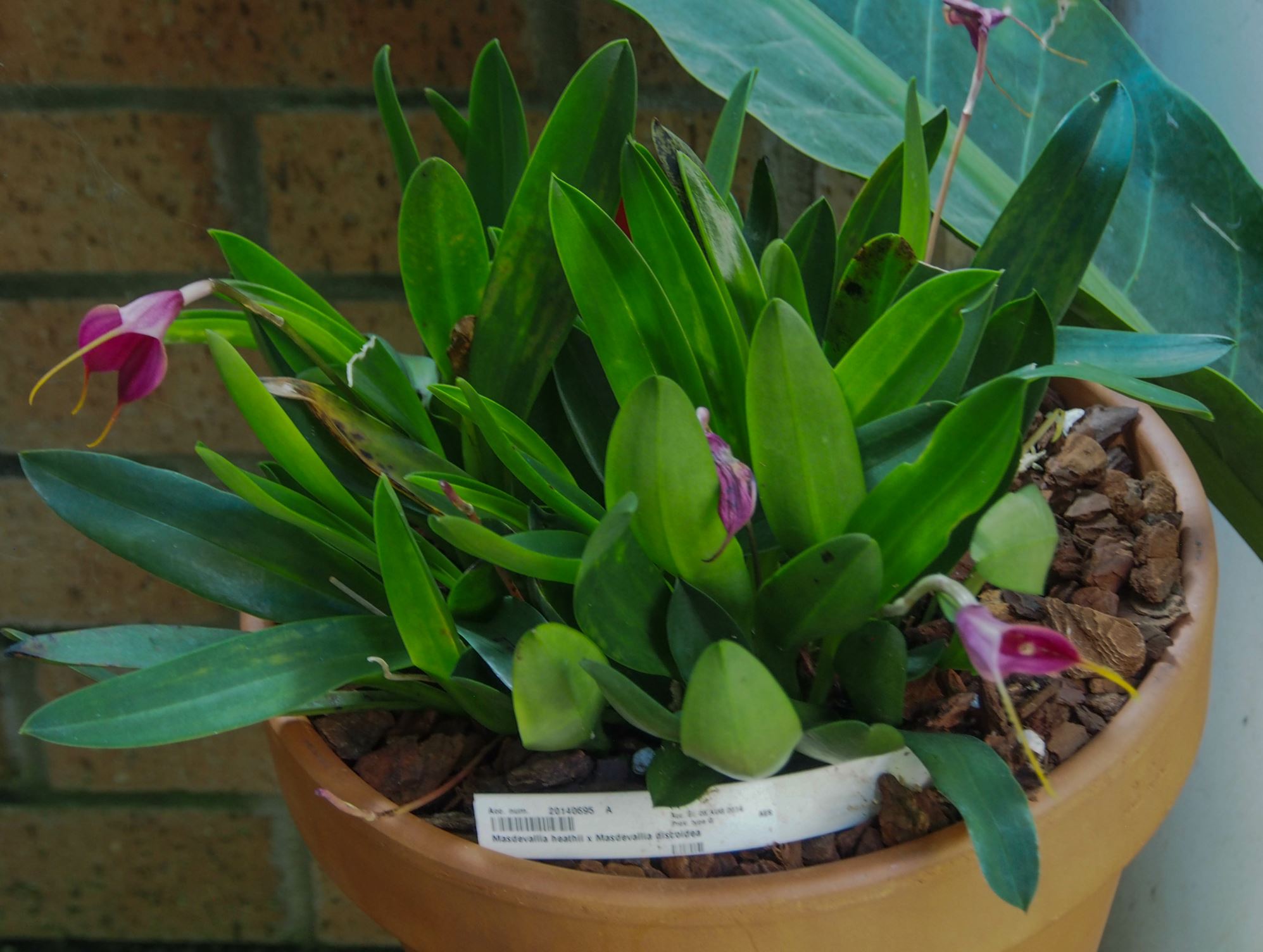 Image of Masdevallia heathii Ã— M. discoidea