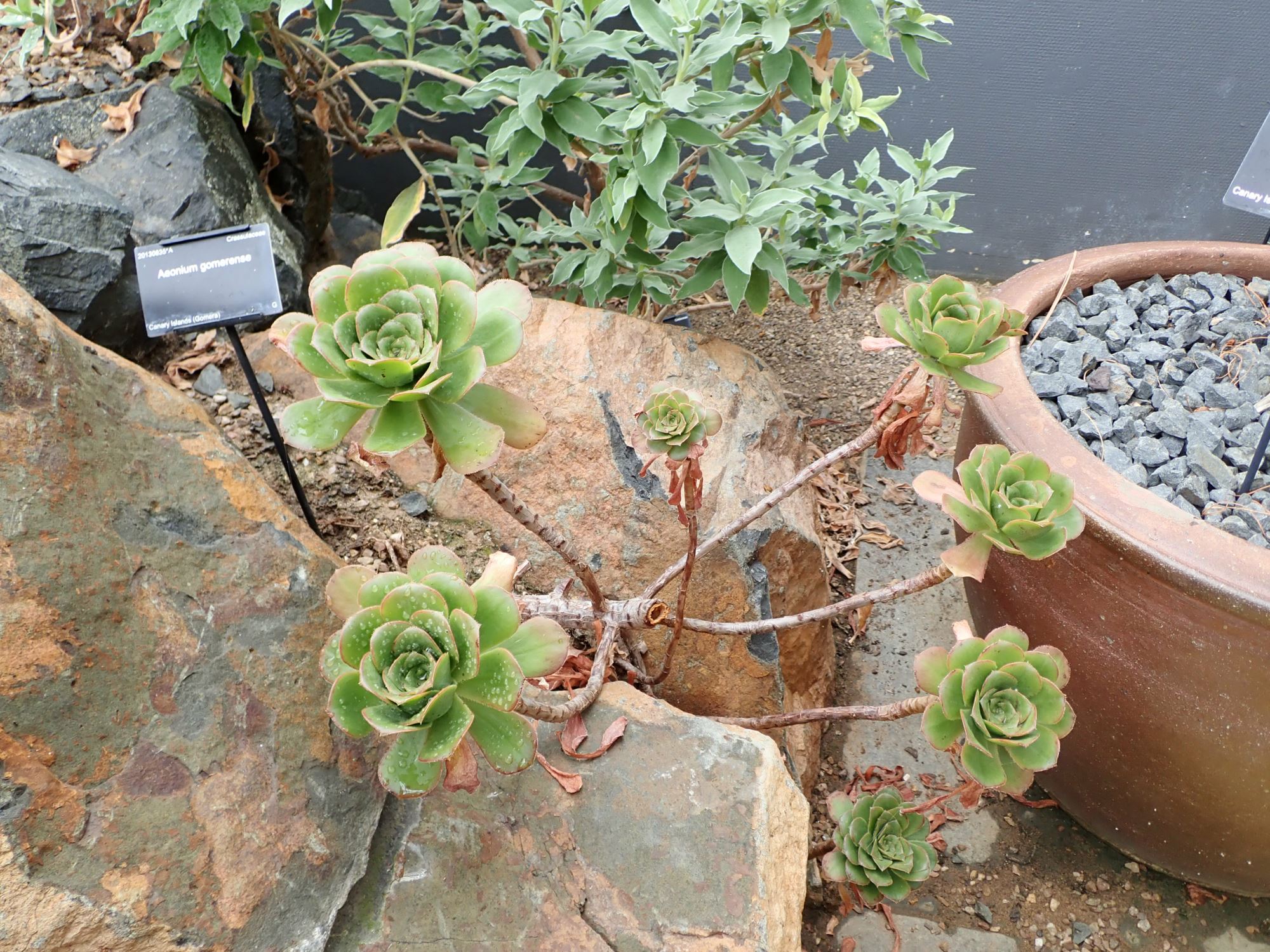 Image of Aeonium gomerense