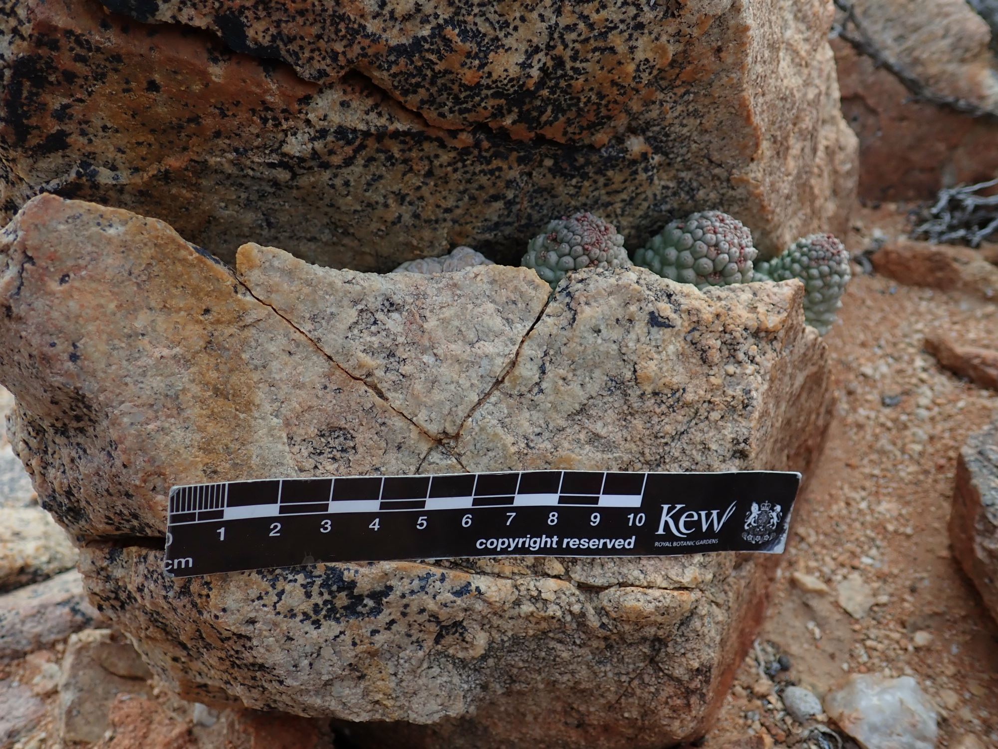 Image of Larryleachia sp.