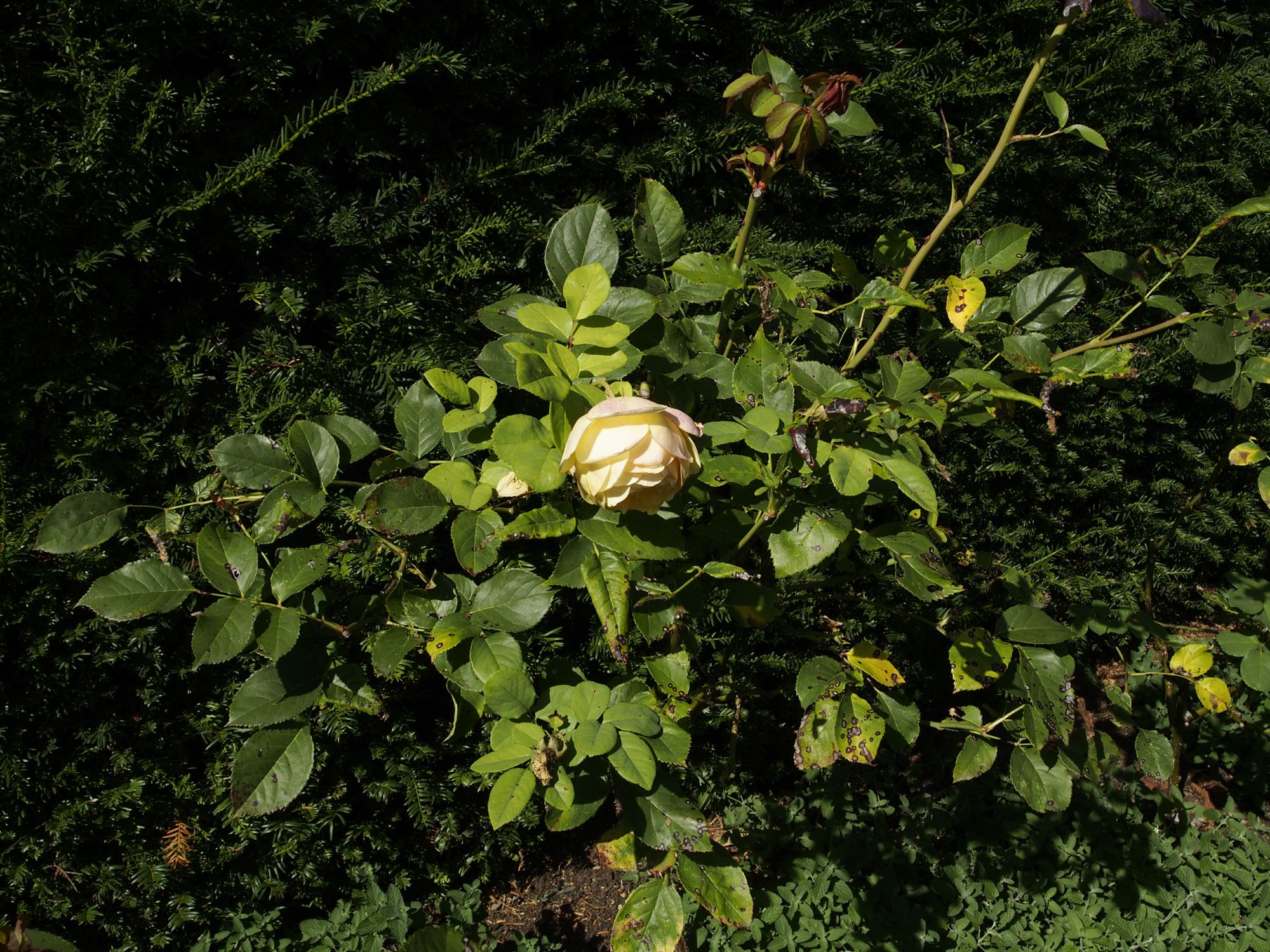 Image of Rosa 'Graham Thomas'