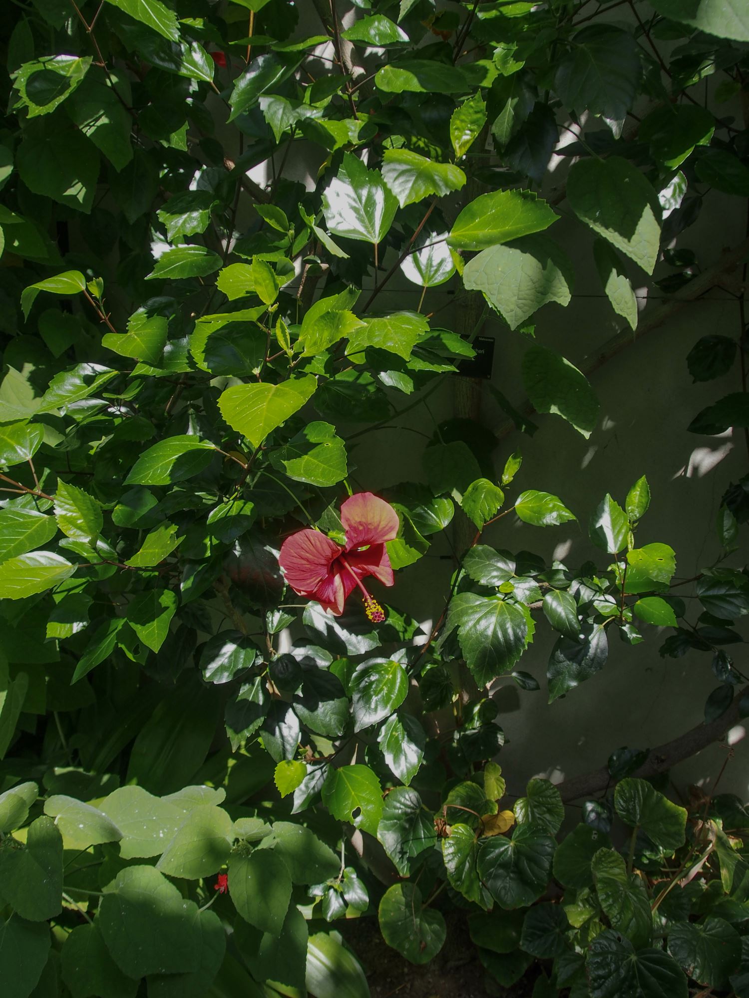 Image of Hibiscus Ã— archeri