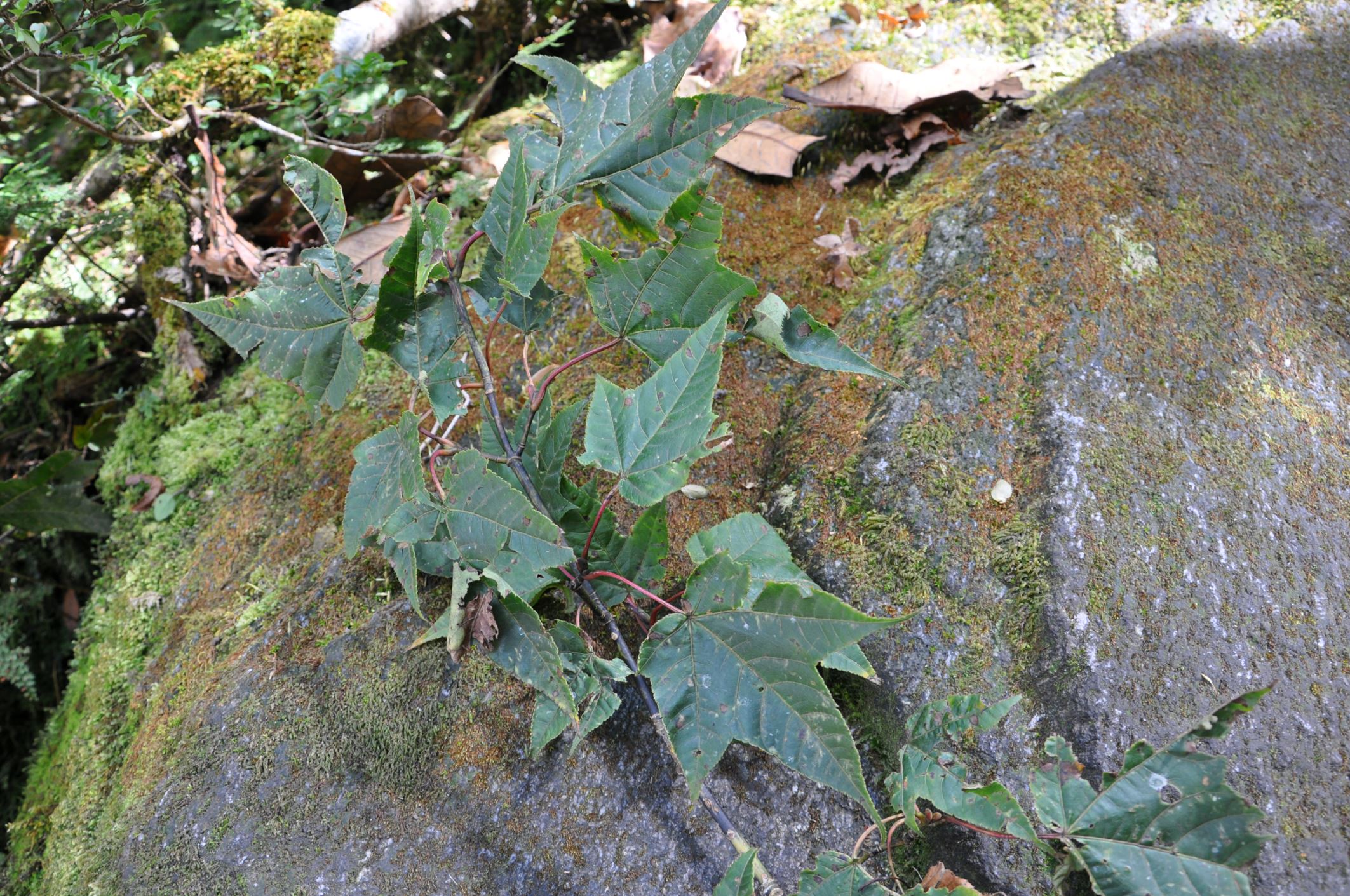 Image of Acer pectinatum