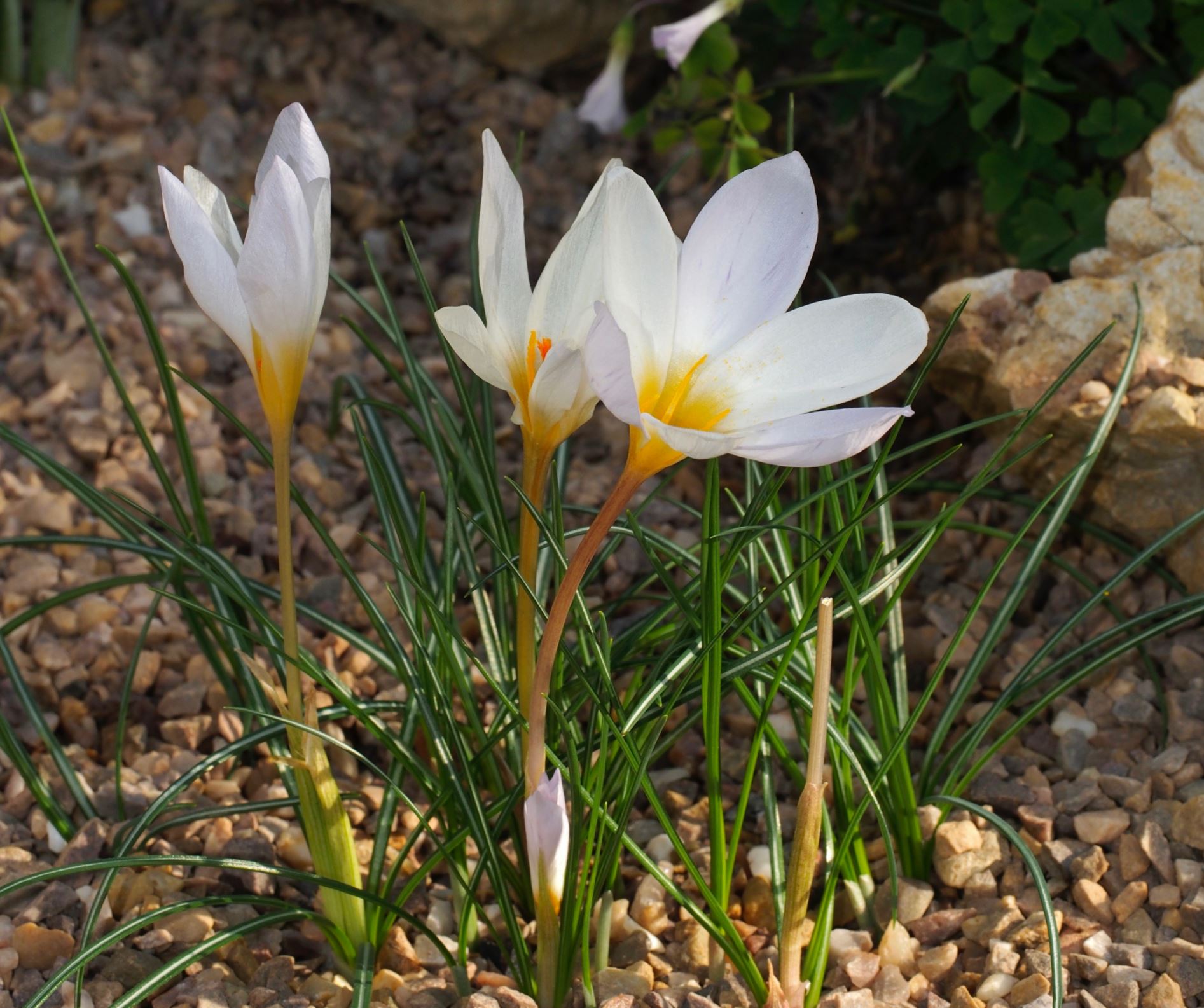 Image of Crocus niveus 'Main Blue'