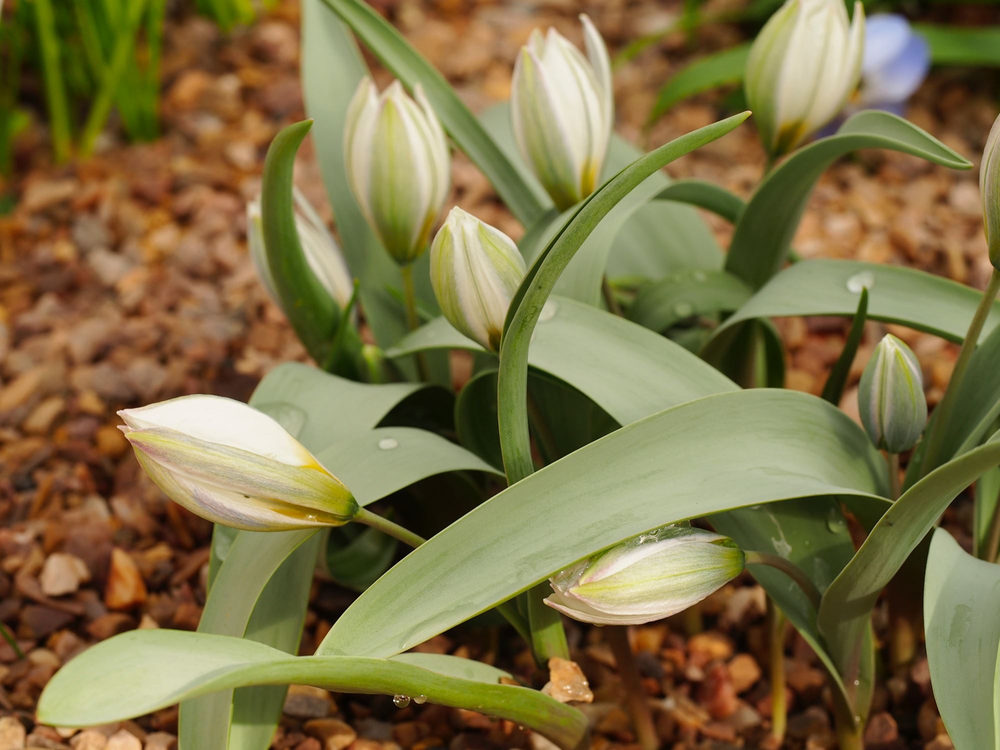 Image of Tulipa biflora