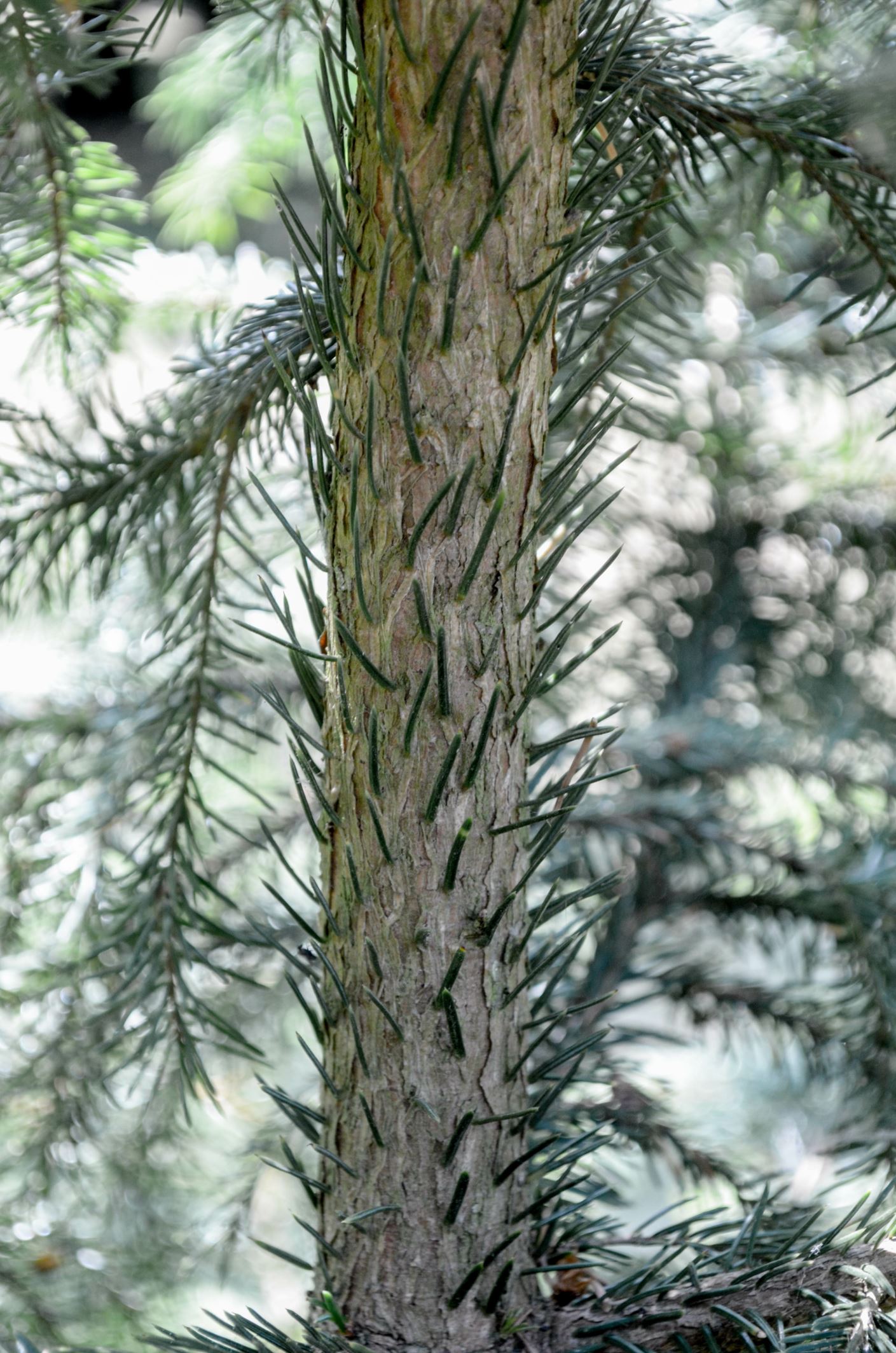 Image of Picea omorika