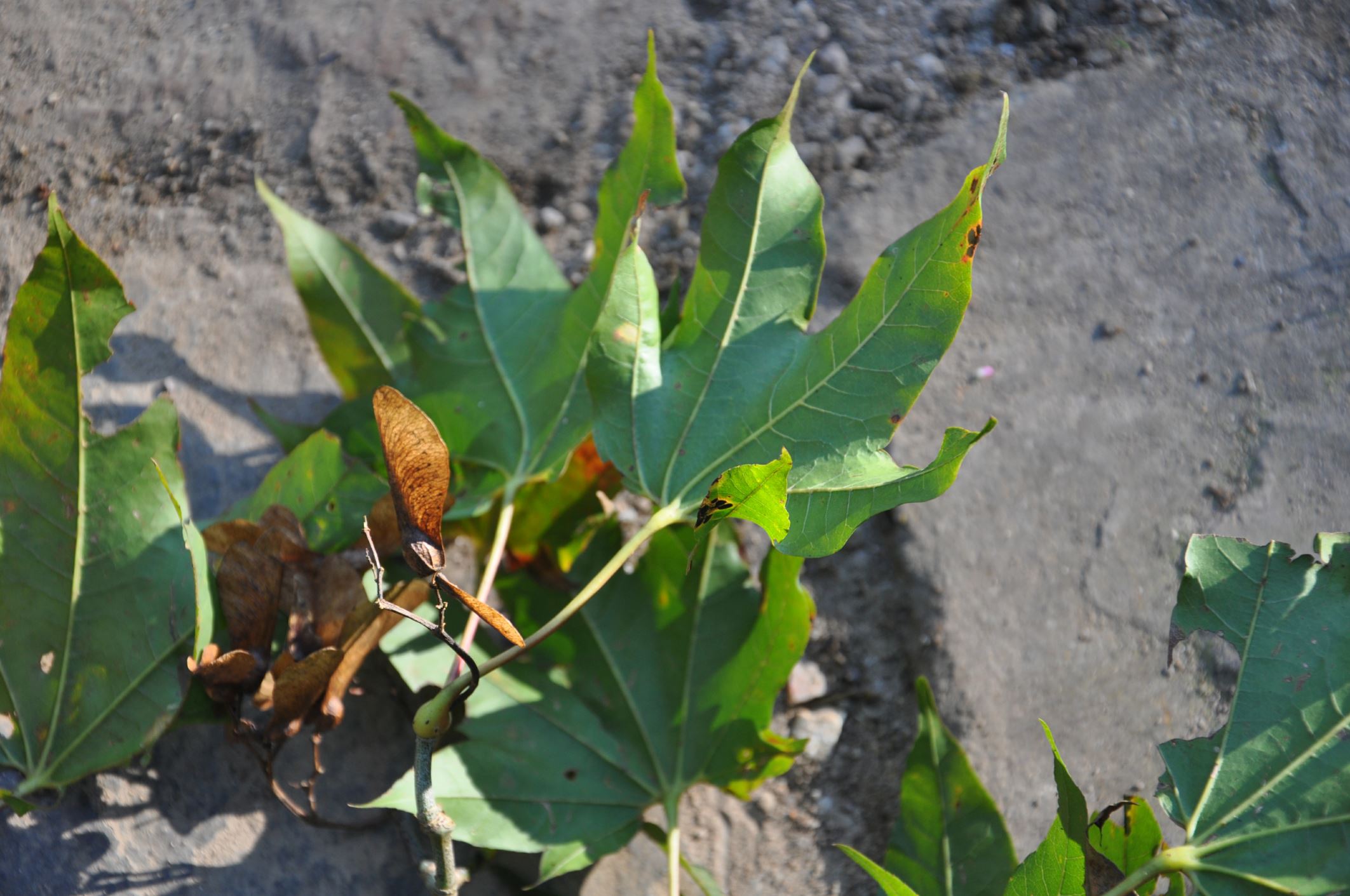 Image of Acer campbellii subsp. flabellatum