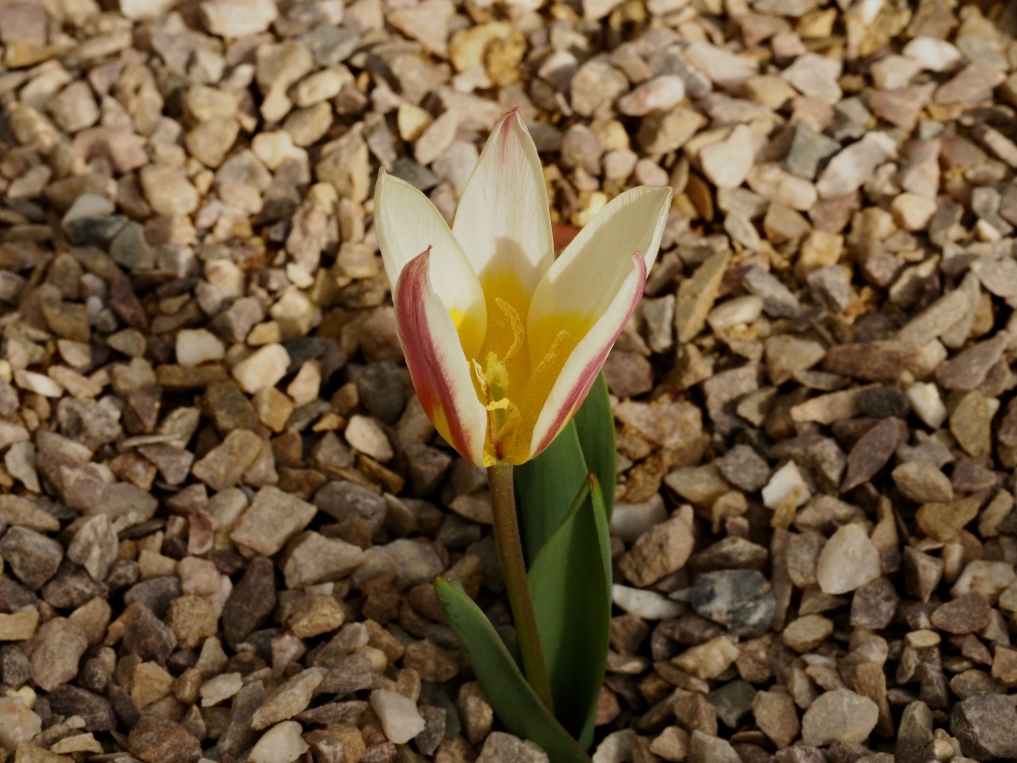 Image of Tulipa kaufmanniana