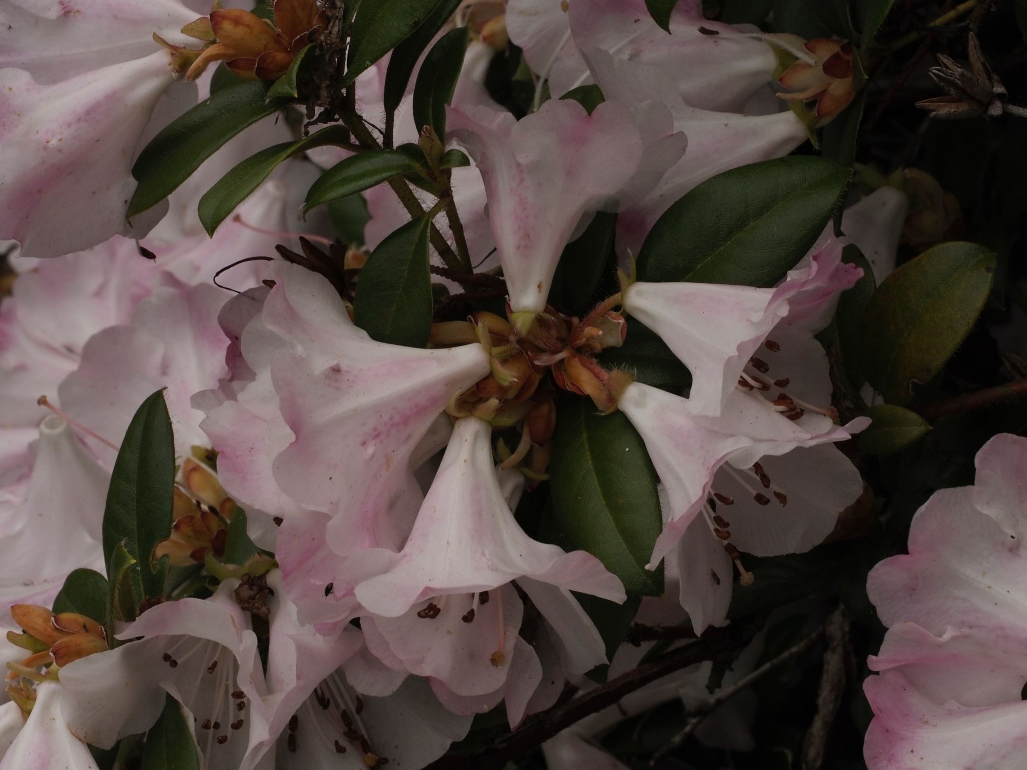 Image of Rhododendron 'Cilpinense'