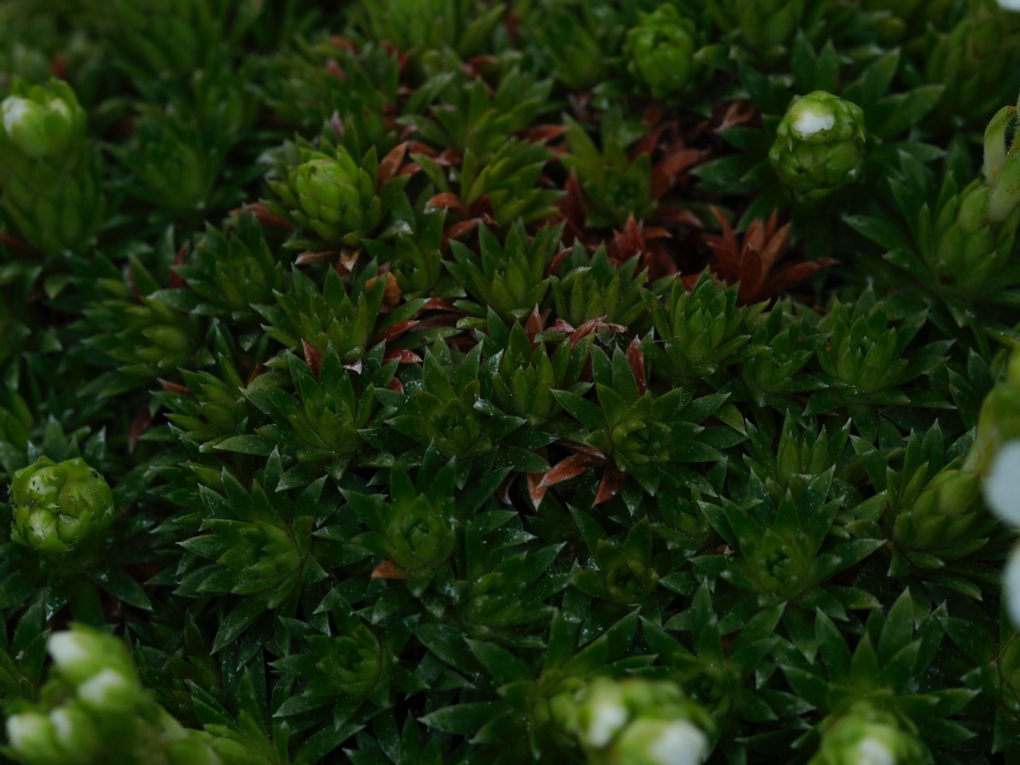 Image of Saxifraga Ã— apiculata 'Alba'