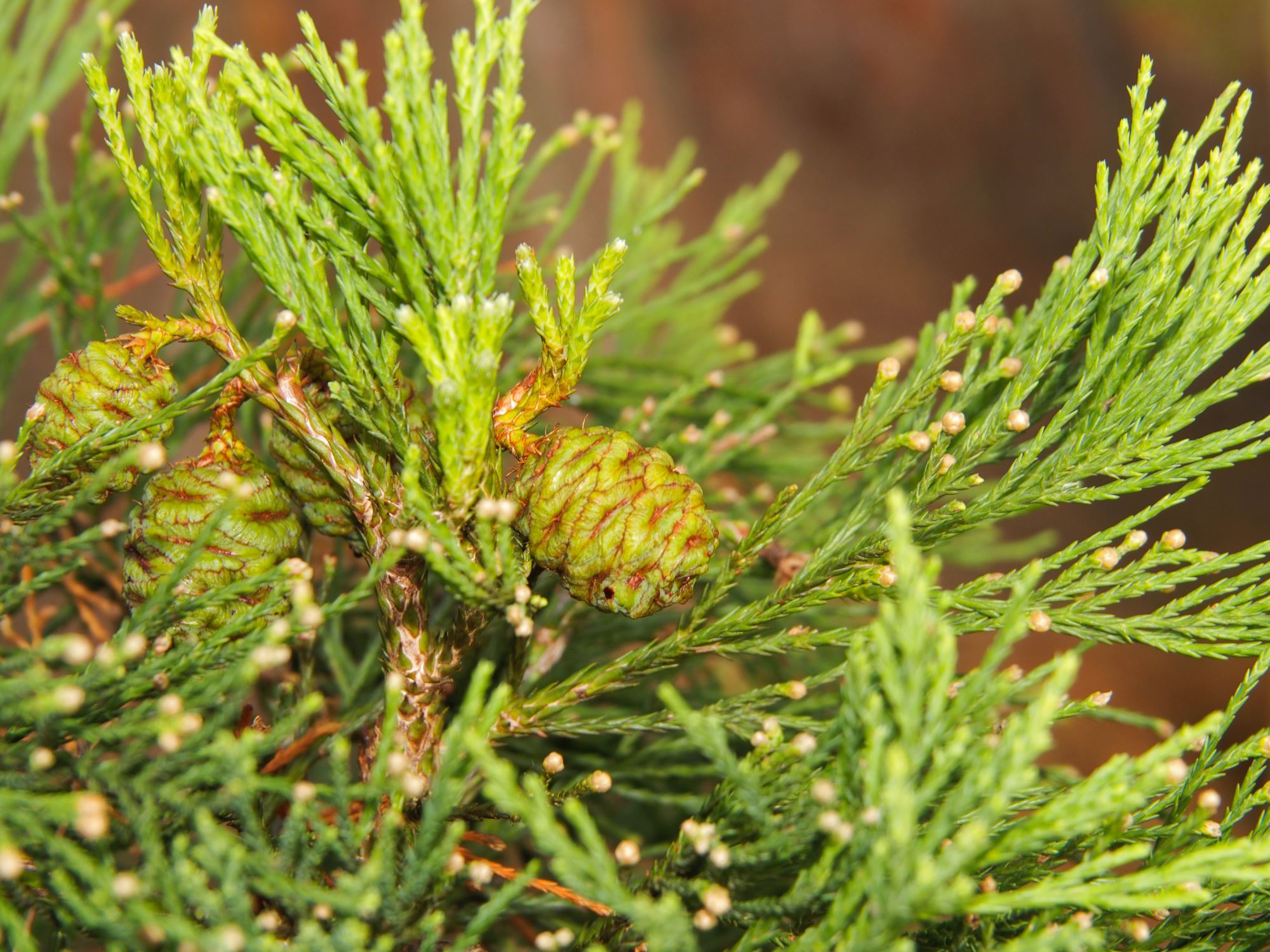 Image of Sequoiadendron giganteum