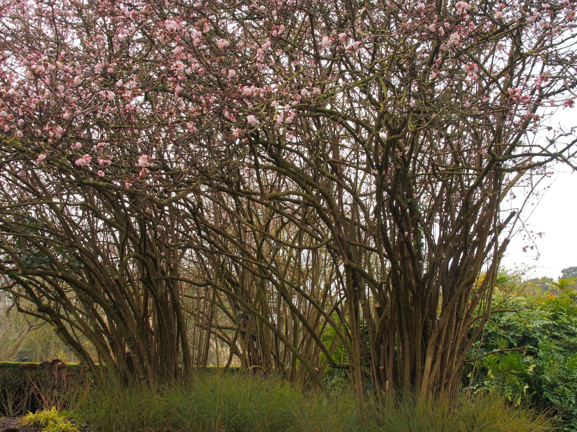 Image of Viburnum Ã— bodnantense 'Dawn'