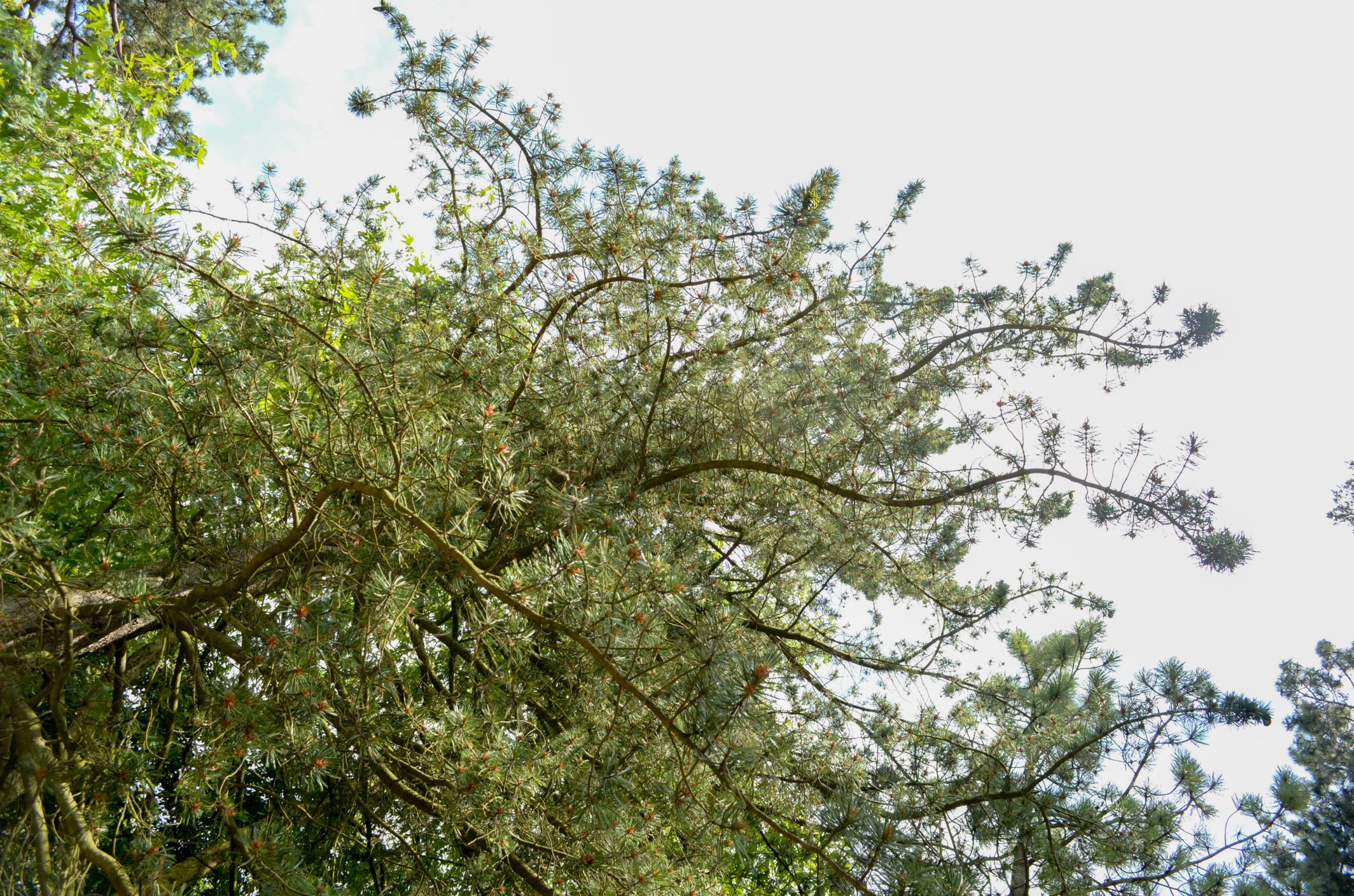 Image of Pinus flexilis