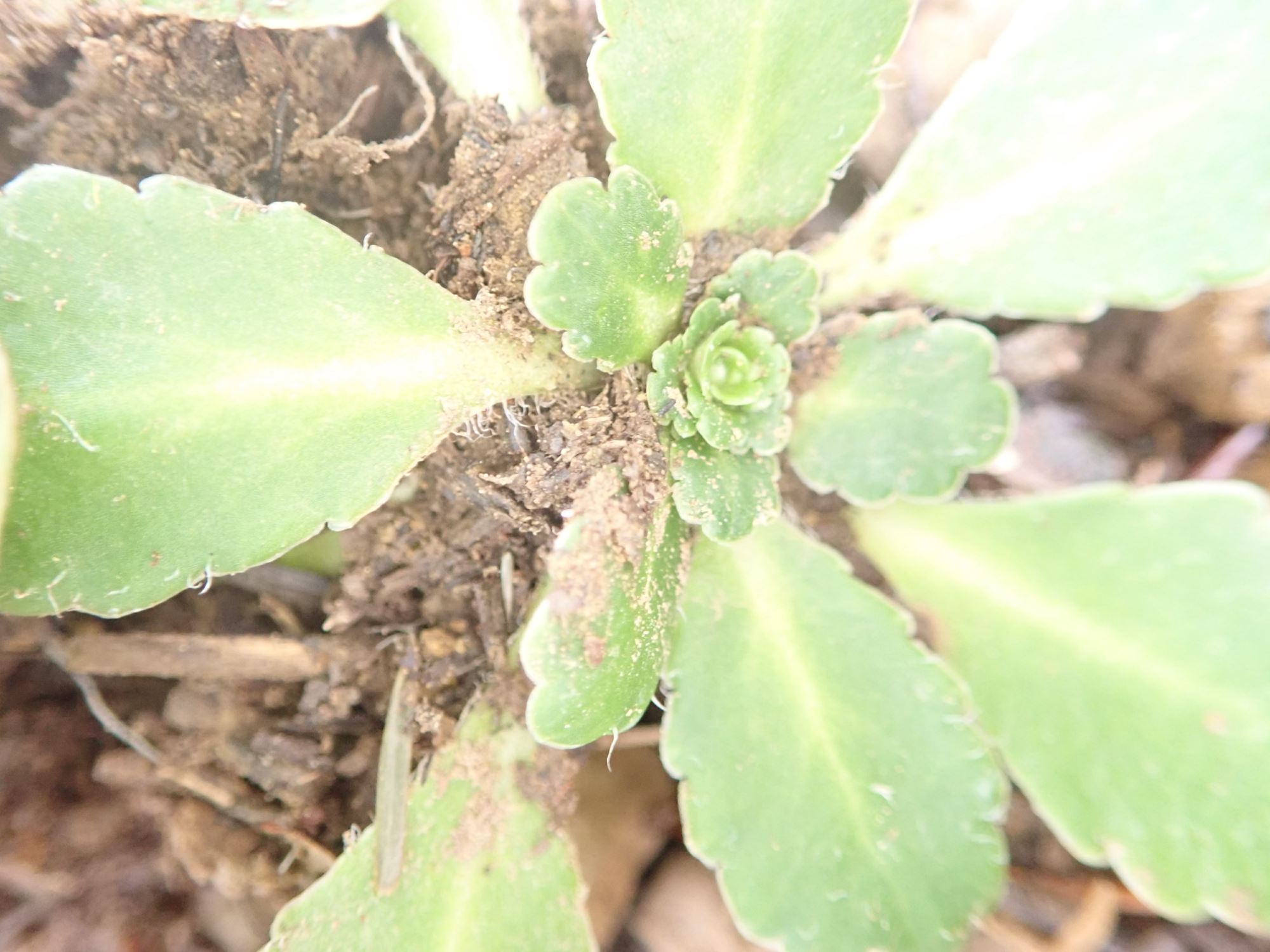 Image of Saxifraga umbrosa