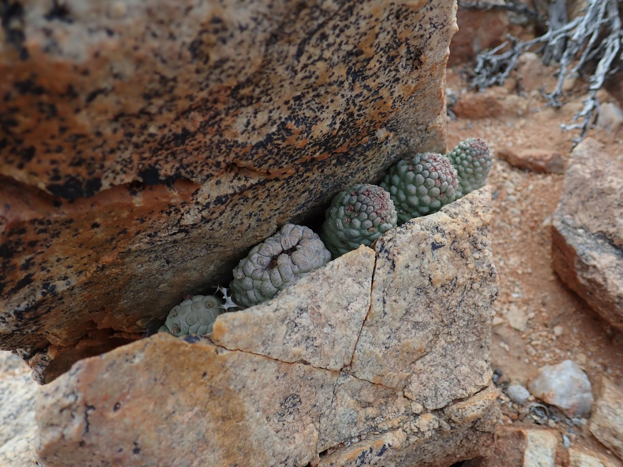 Image of Larryleachia sp.