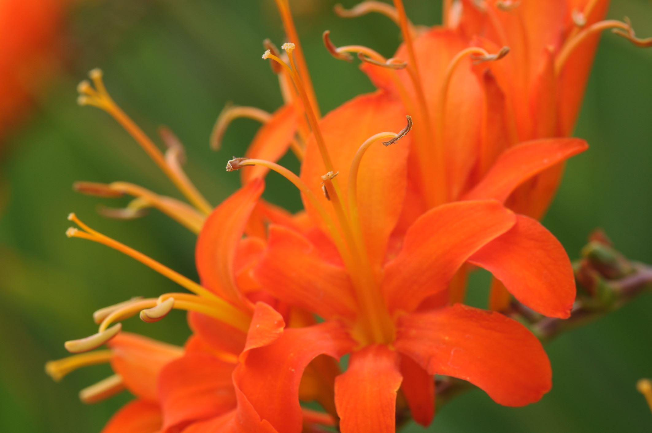 Image of Crocosmia masoniorum