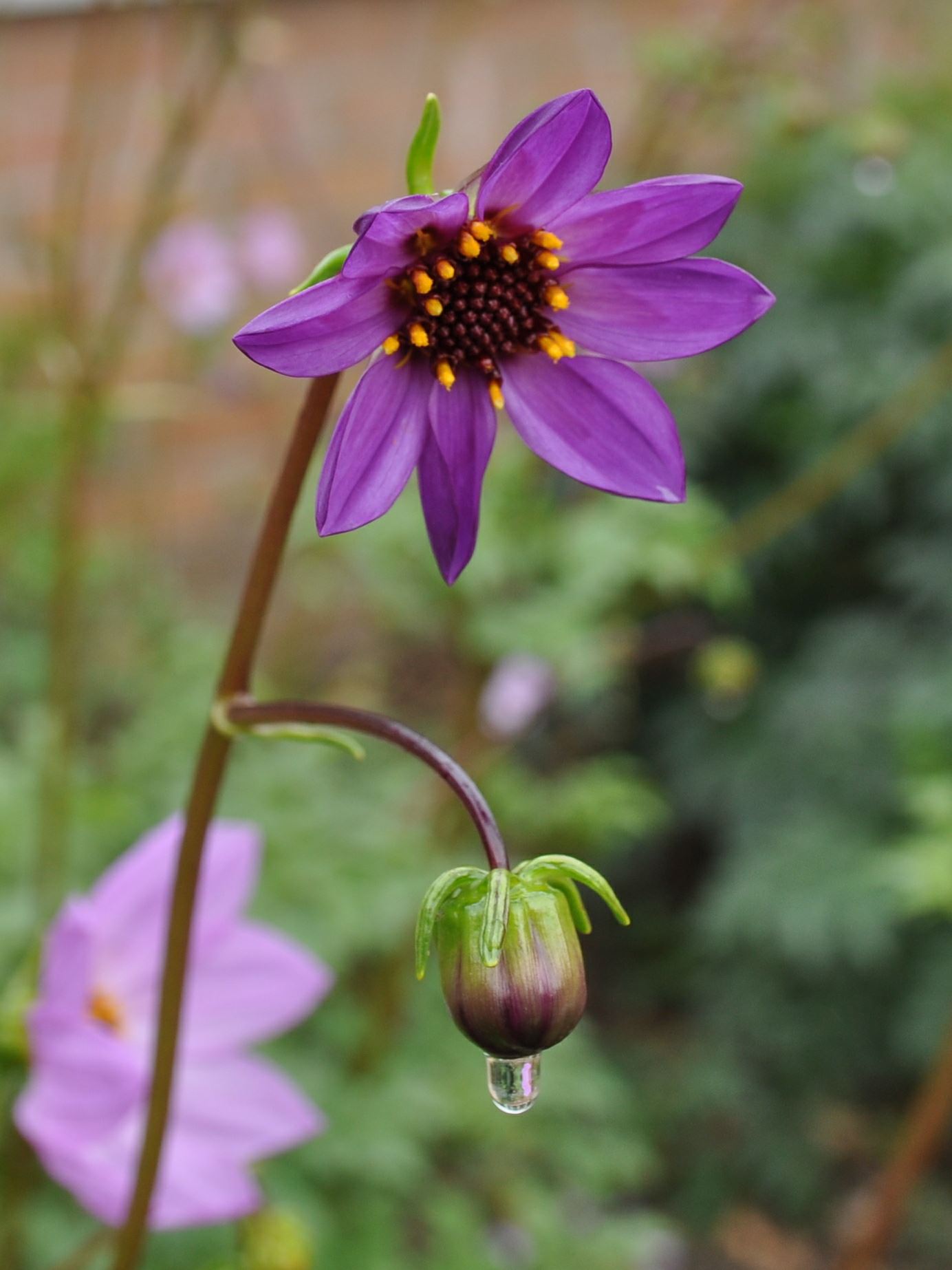 Image of Dahlia merckii