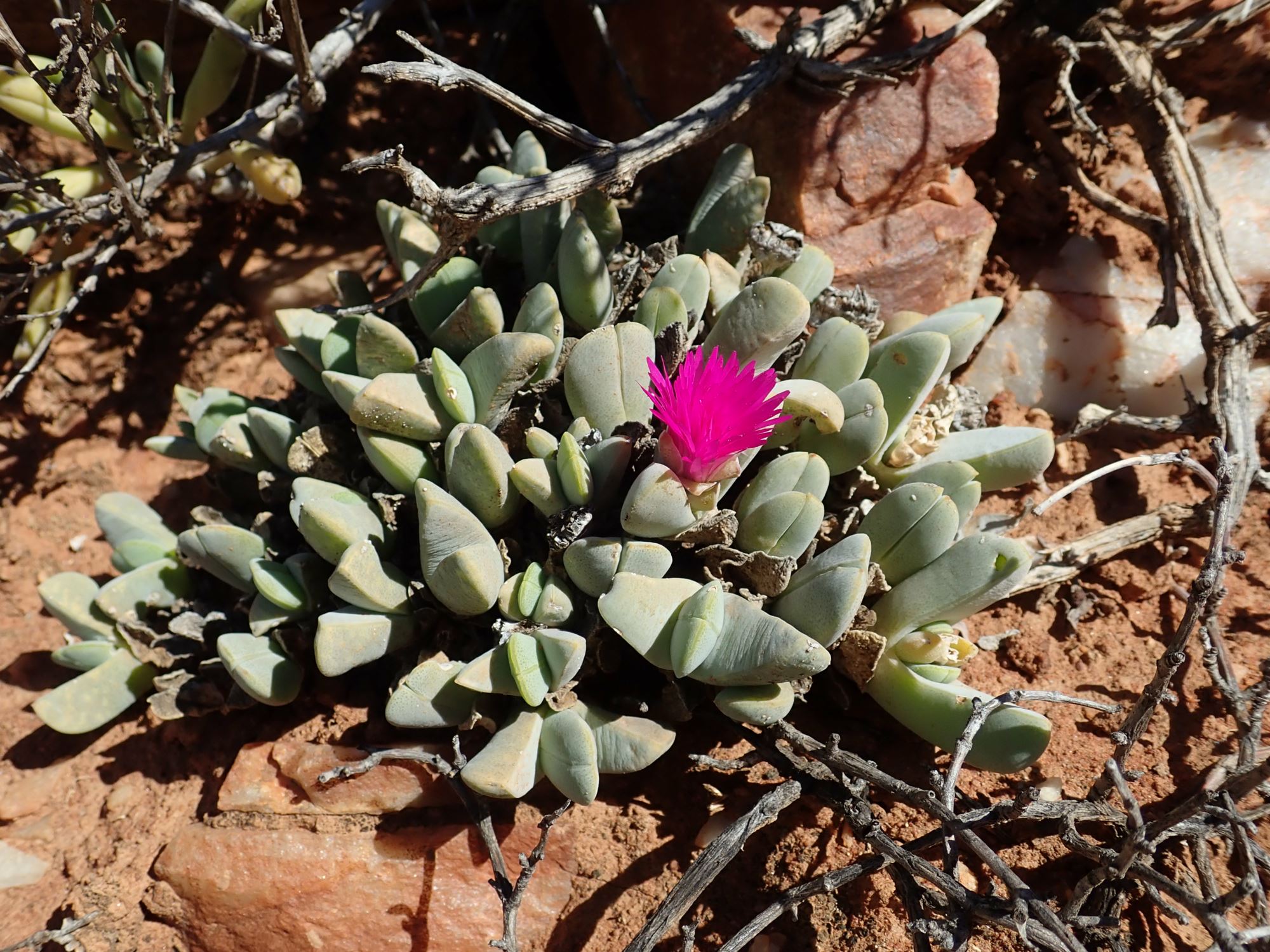Image of Cheiridopsis purpurea