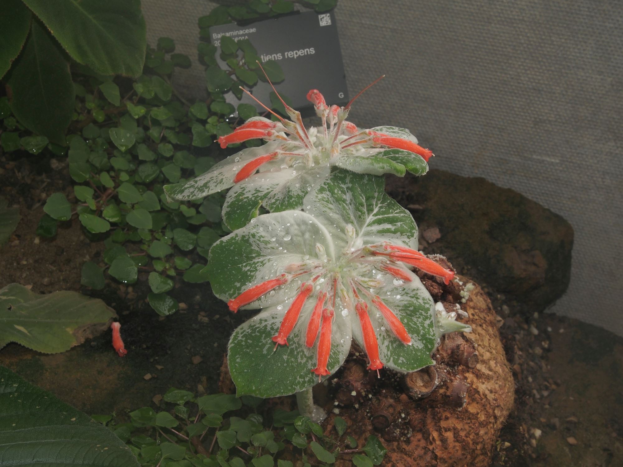 Image of Sinningia leucotricha