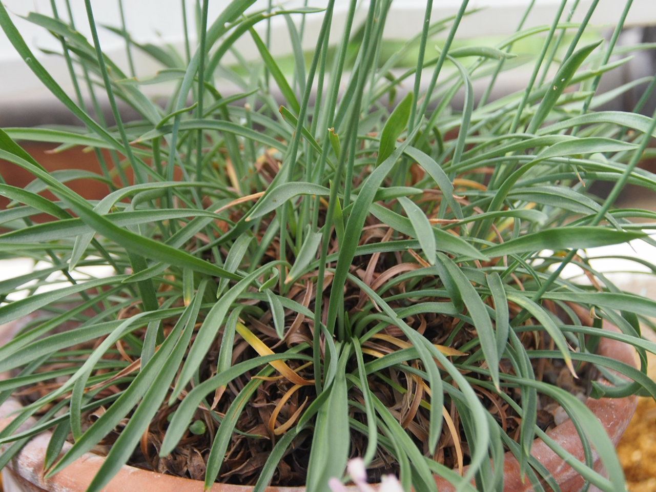 Image of Armeria alliacea