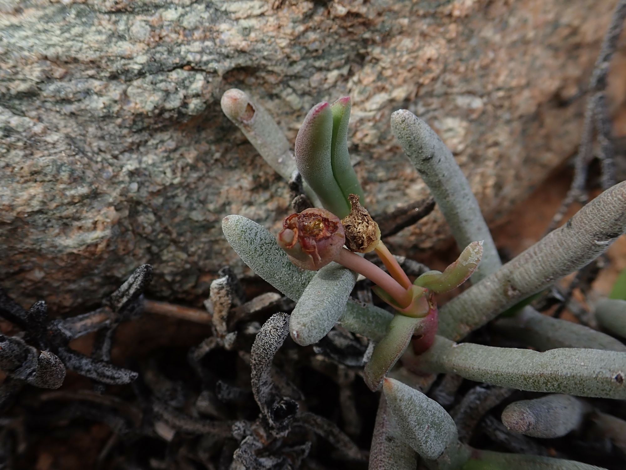 Image of Cephalophyllum ebracteatum
