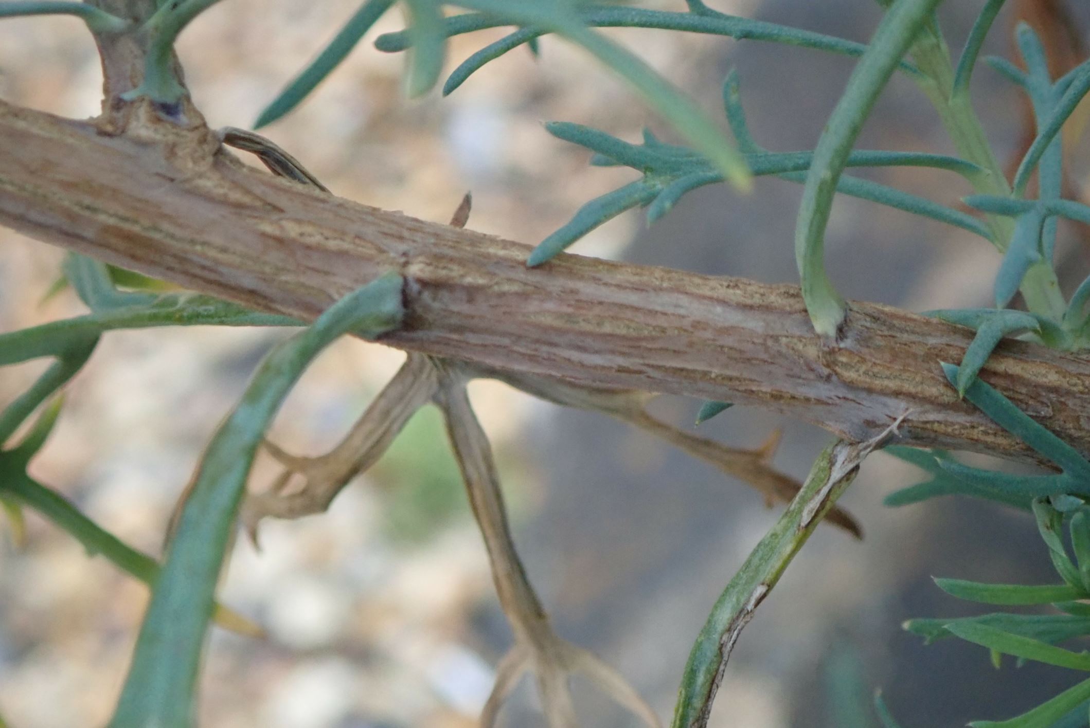 Image of Argyranthemum foeniculaceum