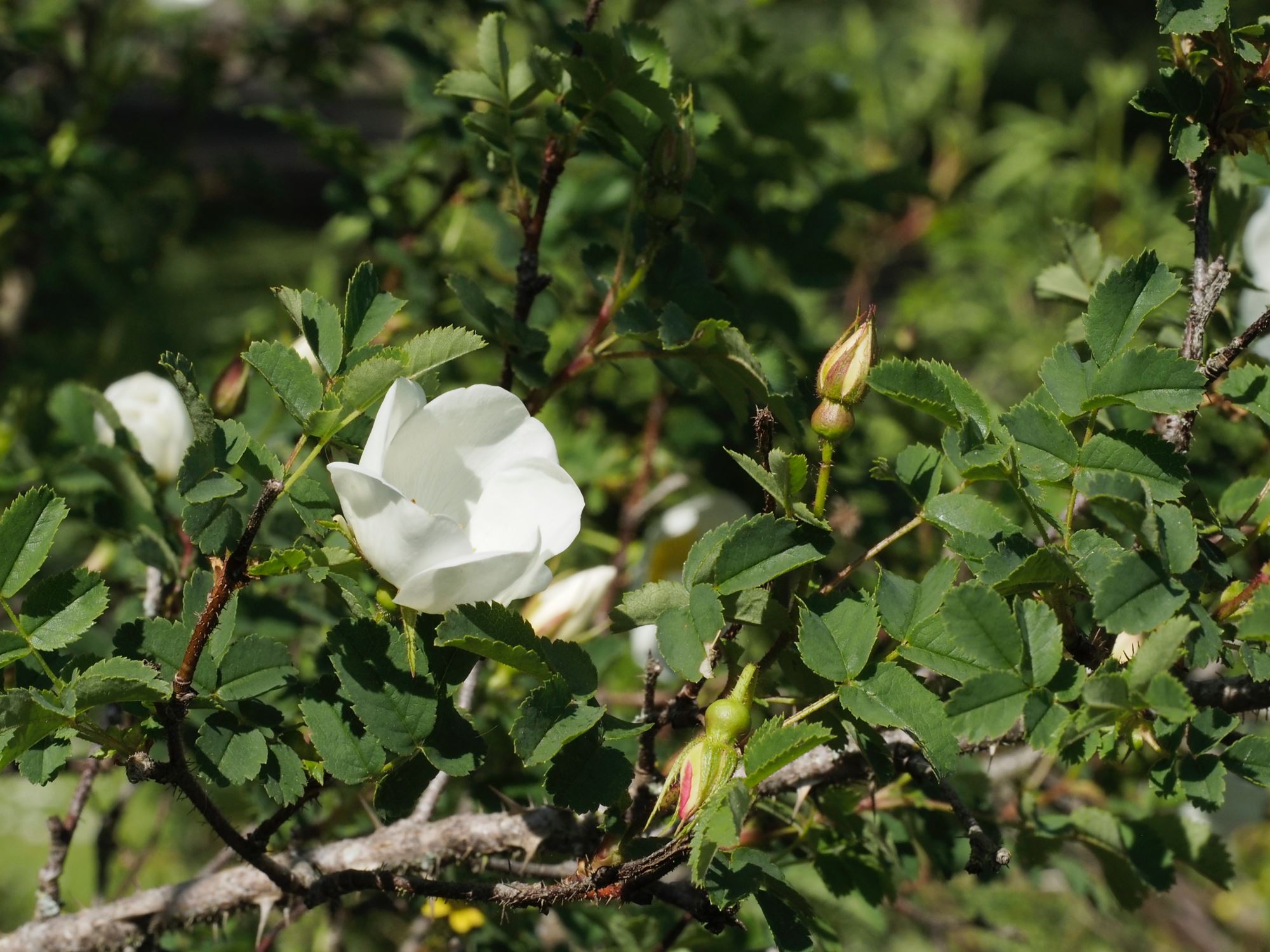 Image of Rosa spinosissima