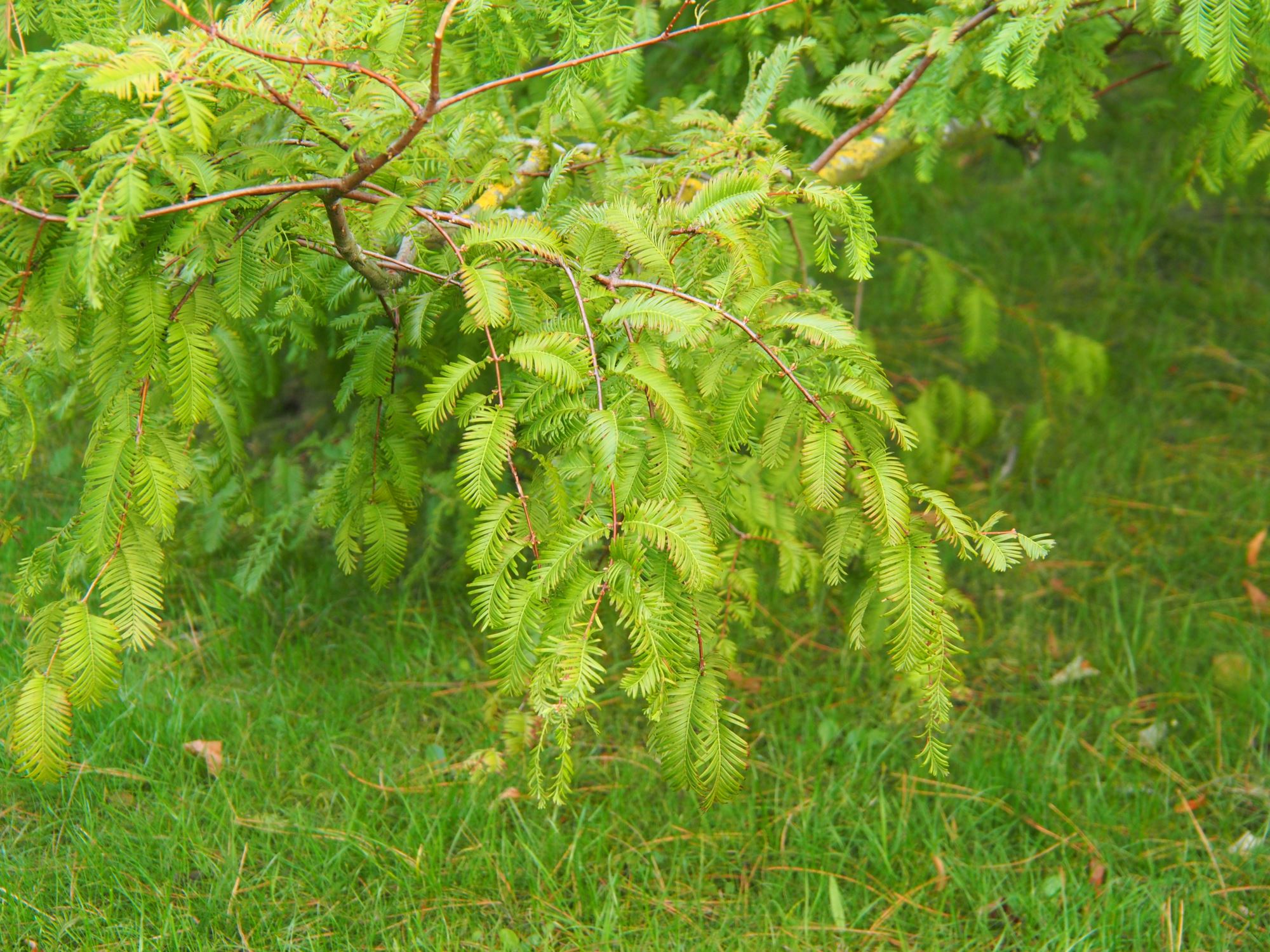 Image of Metasequoia glyptostroboides