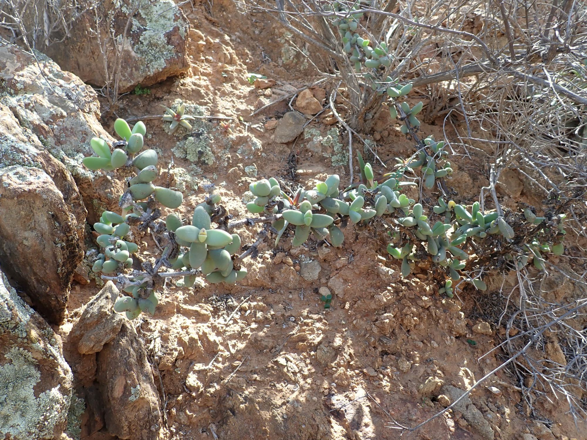 Image of Ruschia senaria