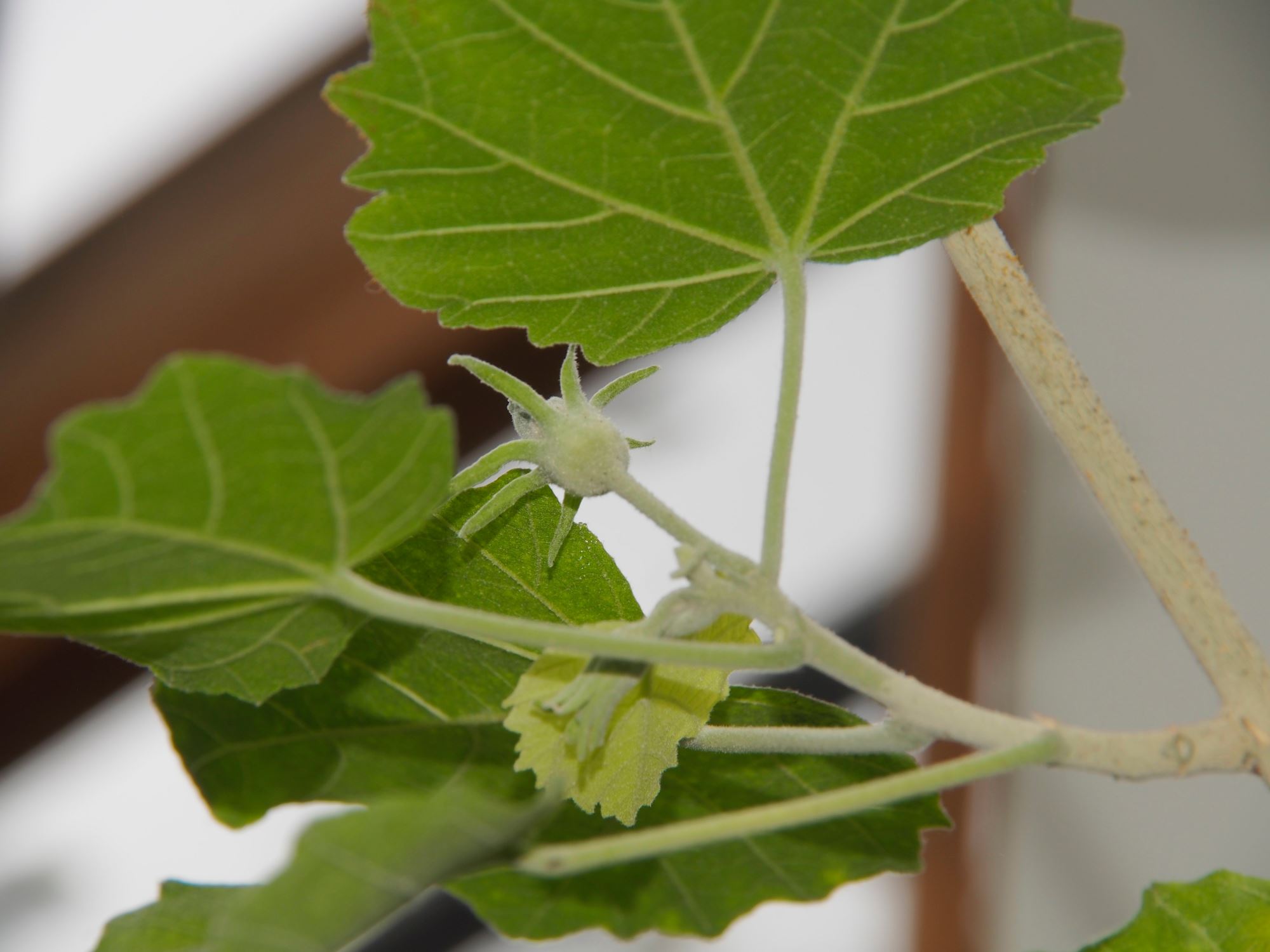 Image of Hibiscadelphus distans