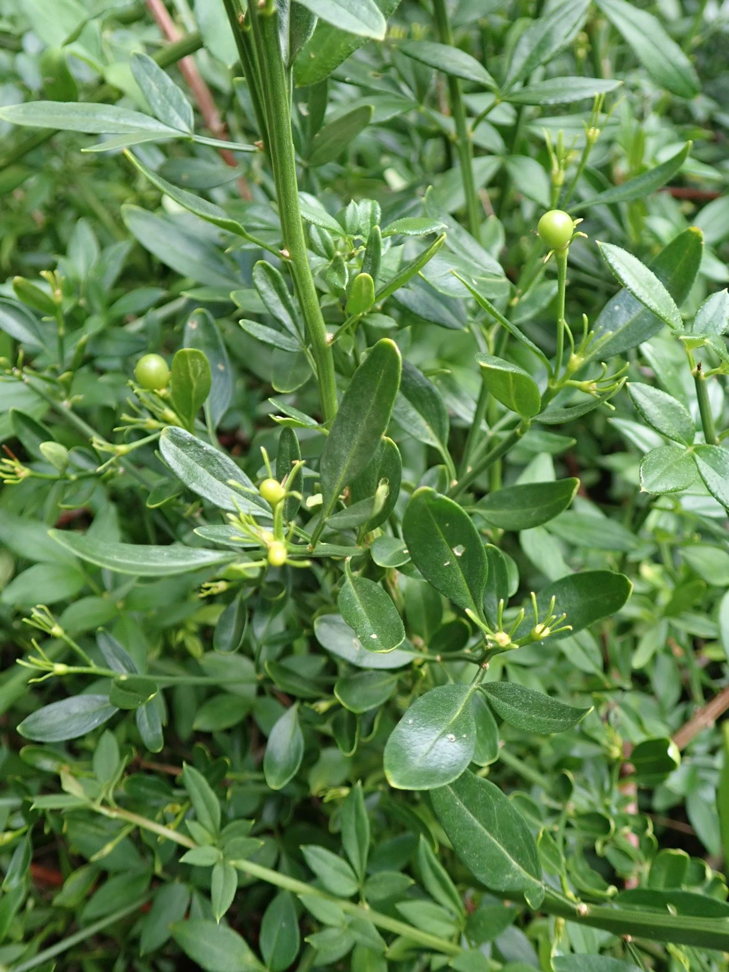 Image of Chrysojasminum fruticans