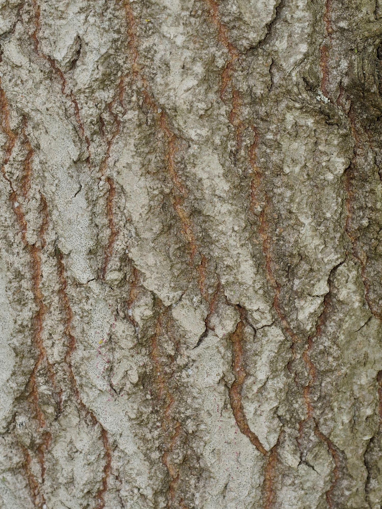 Image of Populus tremula