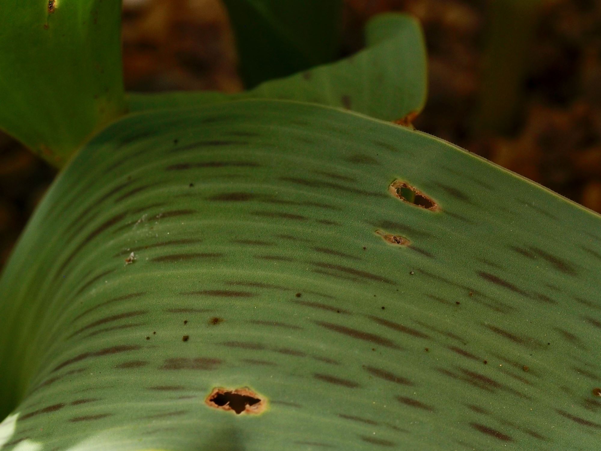 Image of Tulipa greigii