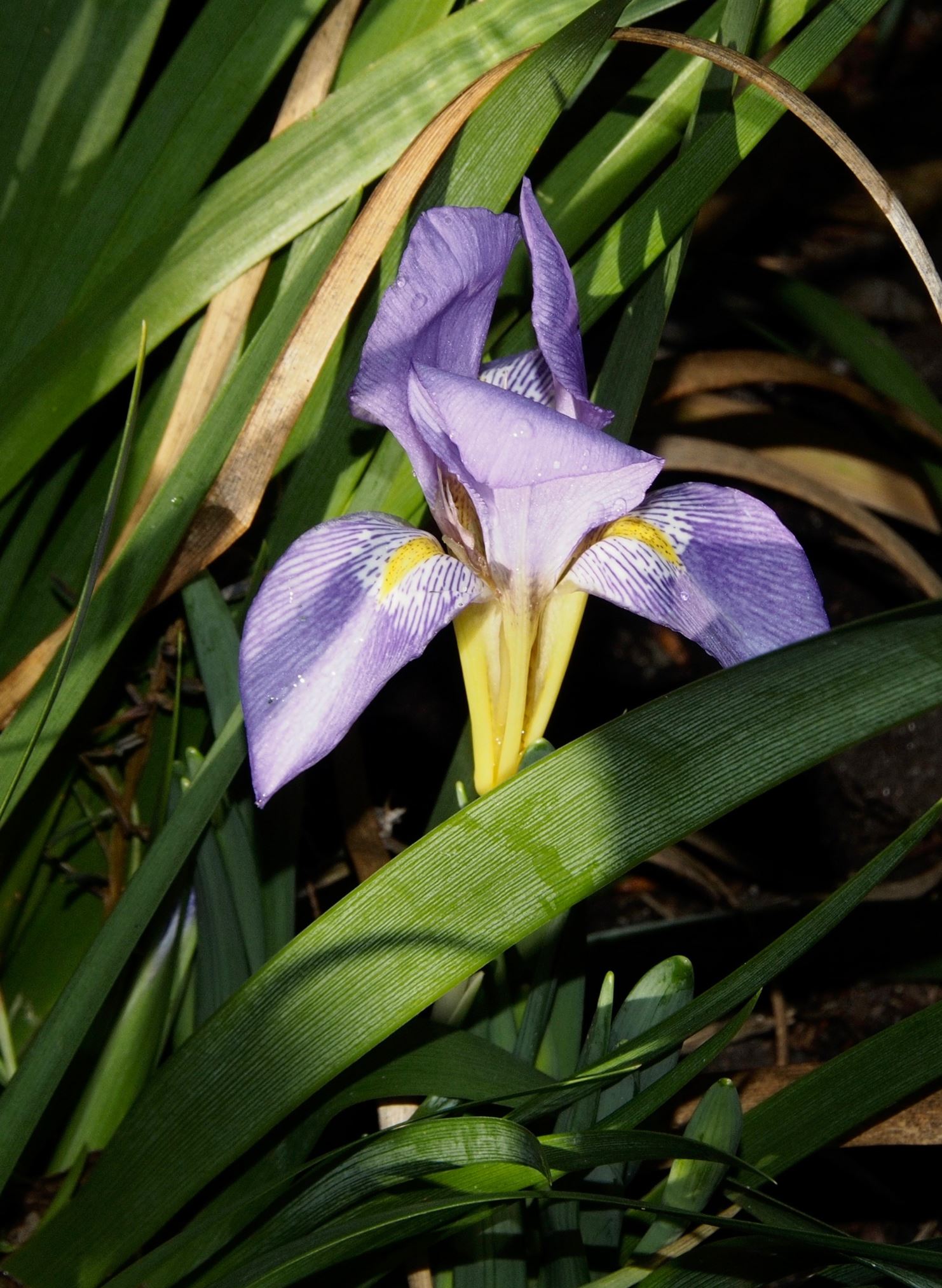 Image of Iris lazica