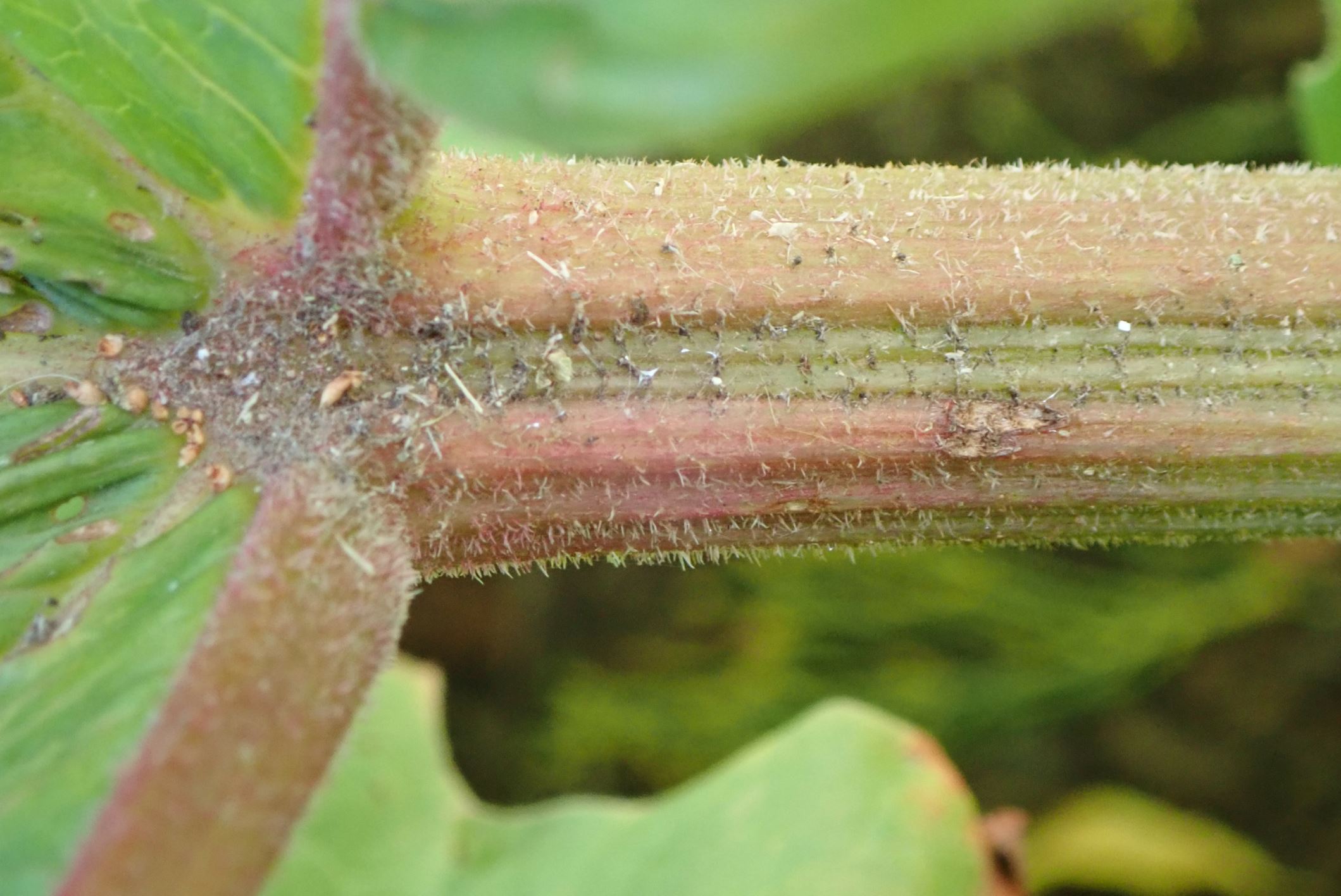 Image of Rheum officinale