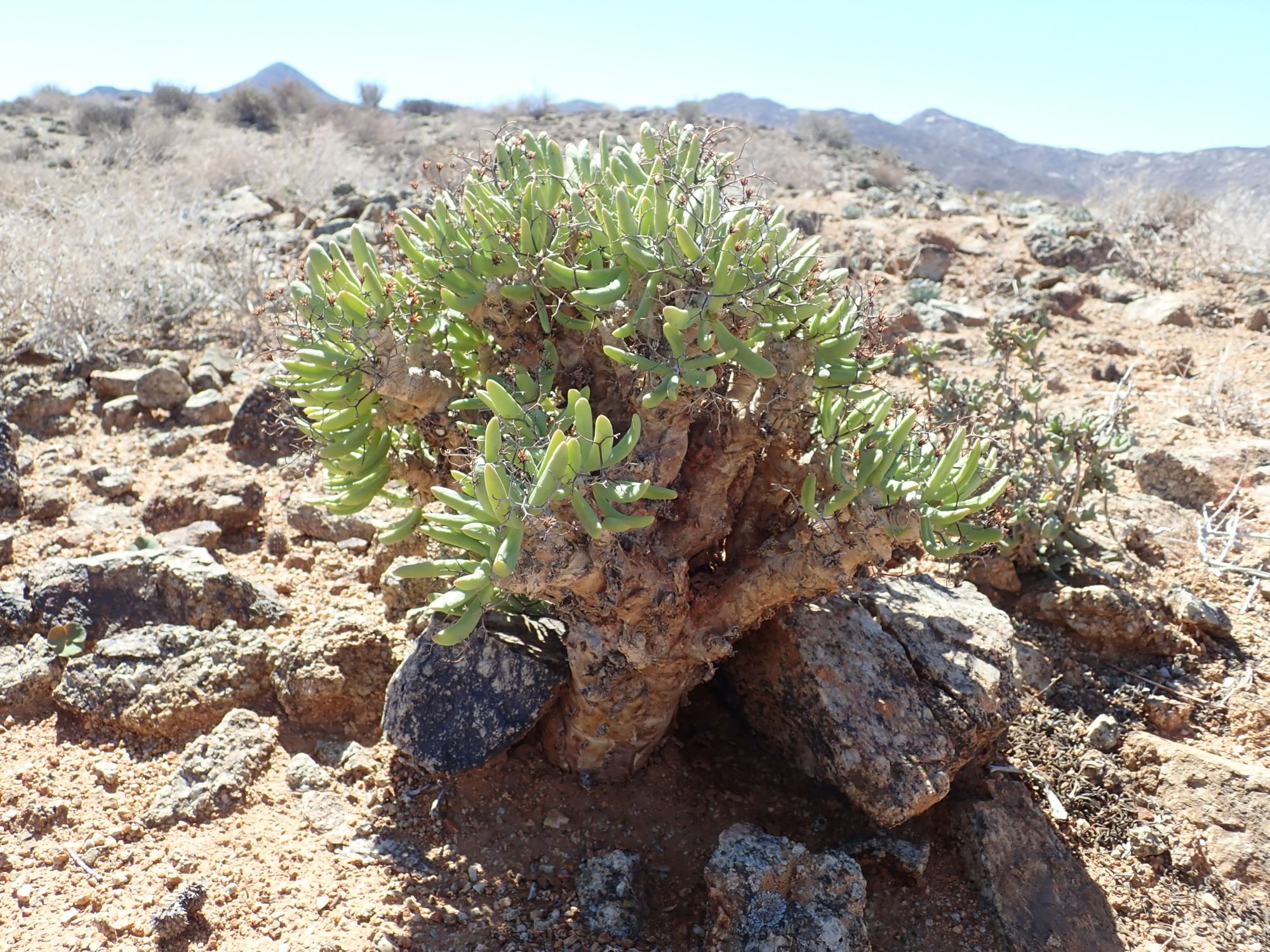 Image of Tylecodon reticulatus